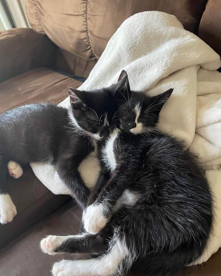 Peter and Piper snuggled up on this chilly day.  Apply to adopt at: https://forms.gle/txBistYv4TZGkSzW9