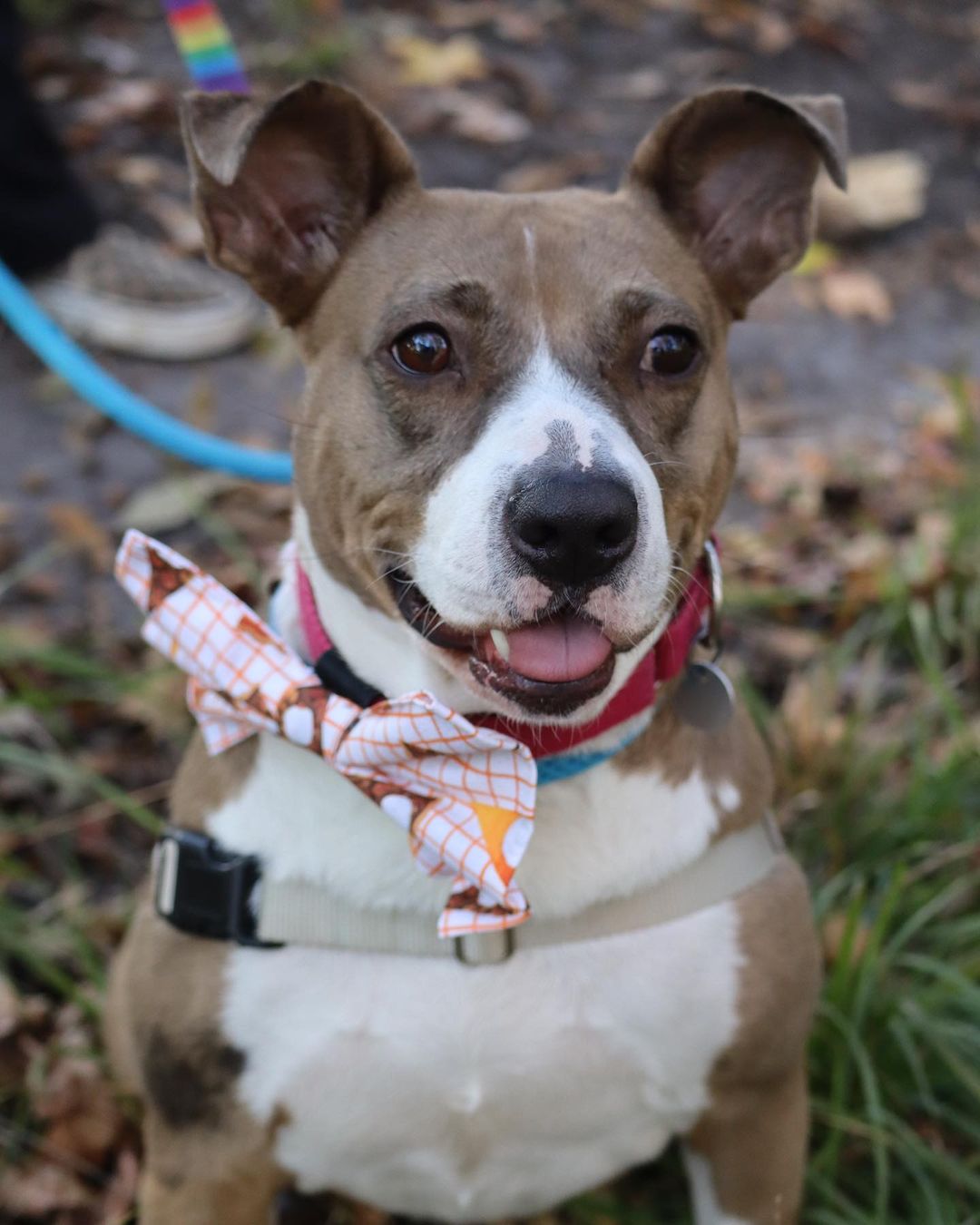 Girlie’s been with Pet Helpers for 208 days, but this week, we’d love to give her something to be thankful for 🦃🥰

This sweet 3 year old pup, along with all shelter pets aged 1 year and older, will be available for a fraction of the regular adoption fee this Saturday from 12-6 for our “Home for the Holidays” Adoption Event and Pet Supply Sale. 

We will be pulling out adoption specials as high as 40% off from Santa Paws’ hat, selling brand new collars, leashes, and harnesses, as well as hosting a silent auction to help provide for the costs of sheltering longterm pets like Girlie 🎅

Meet more adoptables at pethelpers.org and be sure to mark your calendars for our Home for the Holidays Adoption Event and Sale this coming Saturday from 12-6 🐾

.
.
.
.
.
.
<a target='_blank' href='https://www.instagram.com/explore/tags/petphotography/'>#petphotography</a> <a target='_blank' href='https://www.instagram.com/explore/tags/dogportrait/'>#dogportrait</a> <a target='_blank' href='https://www.instagram.com/explore/tags/dogportraits/'>#dogportraits</a> <a target='_blank' href='https://www.instagram.com/explore/tags/petportrait/'>#petportrait</a> <a target='_blank' href='https://www.instagram.com/explore/tags/petsofinstagram/'>#petsofinstagram</a> <a target='_blank' href='https://www.instagram.com/explore/tags/dogsofinstagram/'>#dogsofinstagram</a> <a target='_blank' href='https://www.instagram.com/explore/tags/charleston/'>#charleston</a> <a target='_blank' href='https://www.instagram.com/explore/tags/lowcountry/'>#lowcountry</a> <a target='_blank' href='https://www.instagram.com/explore/tags/lowcountryliving/'>#lowcountryliving</a> <a target='_blank' href='https://www.instagram.com/explore/tags/fall/'>#fall</a> <a target='_blank' href='https://www.instagram.com/explore/tags/thanksgiving/'>#thanksgiving</a> <a target='_blank' href='https://www.instagram.com/explore/tags/thanksgiving2021/'>#thanksgiving2021</a> <a target='_blank' href='https://www.instagram.com/explore/tags/smallbusinesssaturday/'>#smallbusinesssaturday</a> <a target='_blank' href='https://www.instagram.com/explore/tags/blackfriday/'>#blackfriday</a> <a target='_blank' href='https://www.instagram.com/explore/tags/shelter/'>#shelter</a> <a target='_blank' href='https://www.instagram.com/explore/tags/shelterdog/'>#shelterdog</a> <a target='_blank' href='https://www.instagram.com/explore/tags/thankful/'>#thankful</a> <a target='_blank' href='https://www.instagram.com/explore/tags/rescue/'>#rescue</a> <a target='_blank' href='https://www.instagram.com/explore/tags/rescuedog/'>#rescuedog</a> <a target='_blank' href='https://www.instagram.com/explore/tags/shelterdogsofinstagram/'>#shelterdogsofinstagram</a> <a target='_blank' href='https://www.instagram.com/explore/tags/rescuedismyfavoritebreed/'>#rescuedismyfavoritebreed</a> <a target='_blank' href='https://www.instagram.com/explore/tags/rescuedogsofinstagram/'>#rescuedogsofinstagram</a> <a target='_blank' href='https://www.instagram.com/explore/tags/adopt/'>#adopt</a> <a target='_blank' href='https://www.instagram.com/explore/tags/adoptme/'>#adoptme</a> <a target='_blank' href='https://www.instagram.com/explore/tags/adoptdontshop/'>#adoptdontshop</a> <a target='_blank' href='https://www.instagram.com/explore/tags/muttsofinstagram/'>#muttsofinstagram</a> <a target='_blank' href='https://www.instagram.com/explore/tags/mutt/'>#mutt</a> <a target='_blank' href='https://www.instagram.com/explore/tags/girlie/'>#girlie</a> <a target='_blank' href='https://www.instagram.com/explore/tags/southcarolina/'>#southcarolina</a> <a target='_blank' href='https://www.instagram.com/explore/tags/sc/'>#sc</a>