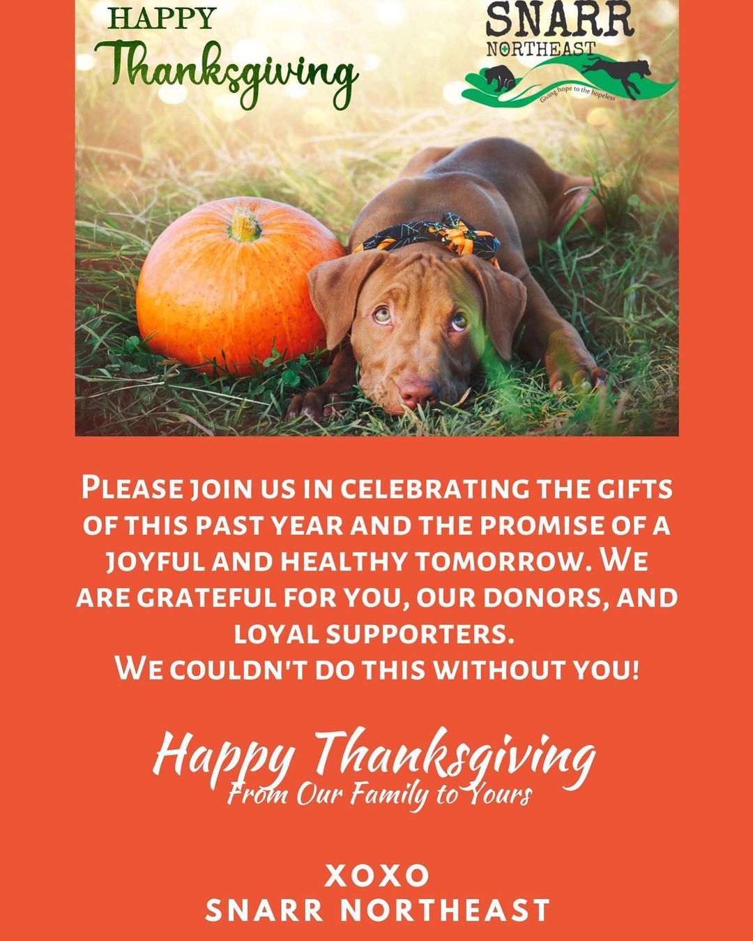 Happy Thanksgiving from our family to yours!! 🍁🦃🐶

xoxo
SNARR Northeast