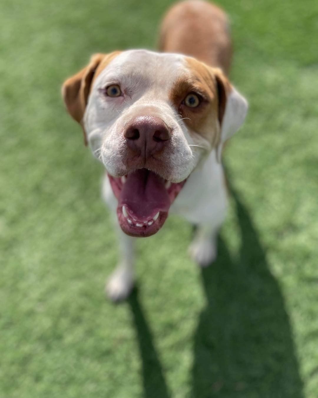 Rylan wanted to show off all his angles, and it seems he doesn’t have a bad one! 

This handsome boy has been searching for a special home to call his own for 7 months 😢💔

Rylan is a 2 year old pit mix who needs a home with a patient adopter that will help him become more confident and allow him to come out of his shell at his own pace. Rylan gains confidence by being around other dogs who dog better than he does. 

His ideal home doesn’t have a lot of people coming and going. He would do well in a home with older kids. He just needs a special someone to give him all the love forever has to offer!

Apply to adopt Rylan at lucky13rescue.org or by using the link: https://www.shelterluv.com/matchme/adopt/LUCK/Dog