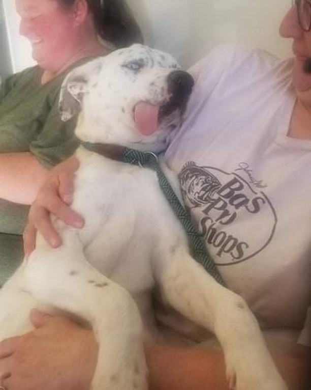 Very sad story for you all but could have a happy ending!!! Let’s get this sweet boy a foster home and possibly a furever home fir Christmas!!! He is a sweetheart at 10 months old. He was kicked in the head as a younger pup which broke his jaw requiring surgery/wired shut. Recovered…is very talkative and needs a special adopter… one who has patience, he eats 4 health food which should not be changed:) If you would like to foster this sweet boy.. fill out an application!!! Michelesrescue.com