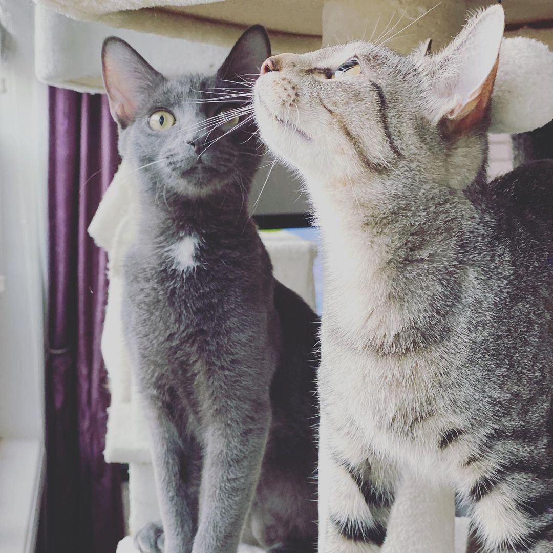 Do you have a lonely cat tree? Mama Dolly and Wild Berry are looking 👀 for a new playhouse.  They have been in foster care for a few months and wondering 🤔when their purrfect family is coming along. 
Wouldn’t be nice to have them all settled in and starting the New Year at their new dig(s)? This will be a purrfect time to adopt as per our Black Friday deal their fee is $100 for the pair of $75 each. Help them! 🙏🏻 Share wide and tell your friends. Or even better apply to adopt them (catsfff.org/adopt).

Dolly is just over a year and super playful and Wild Berry is 5 months.  They make a fine pair and would love ❤️ if you will keep them together, however they will adjust fine to homes 🏠that have another friendly and very playful, and active resident cat 🐈 .  So many cats 🐈‍⬛ to help out there and they know that will make space for others like them to be saved 💗