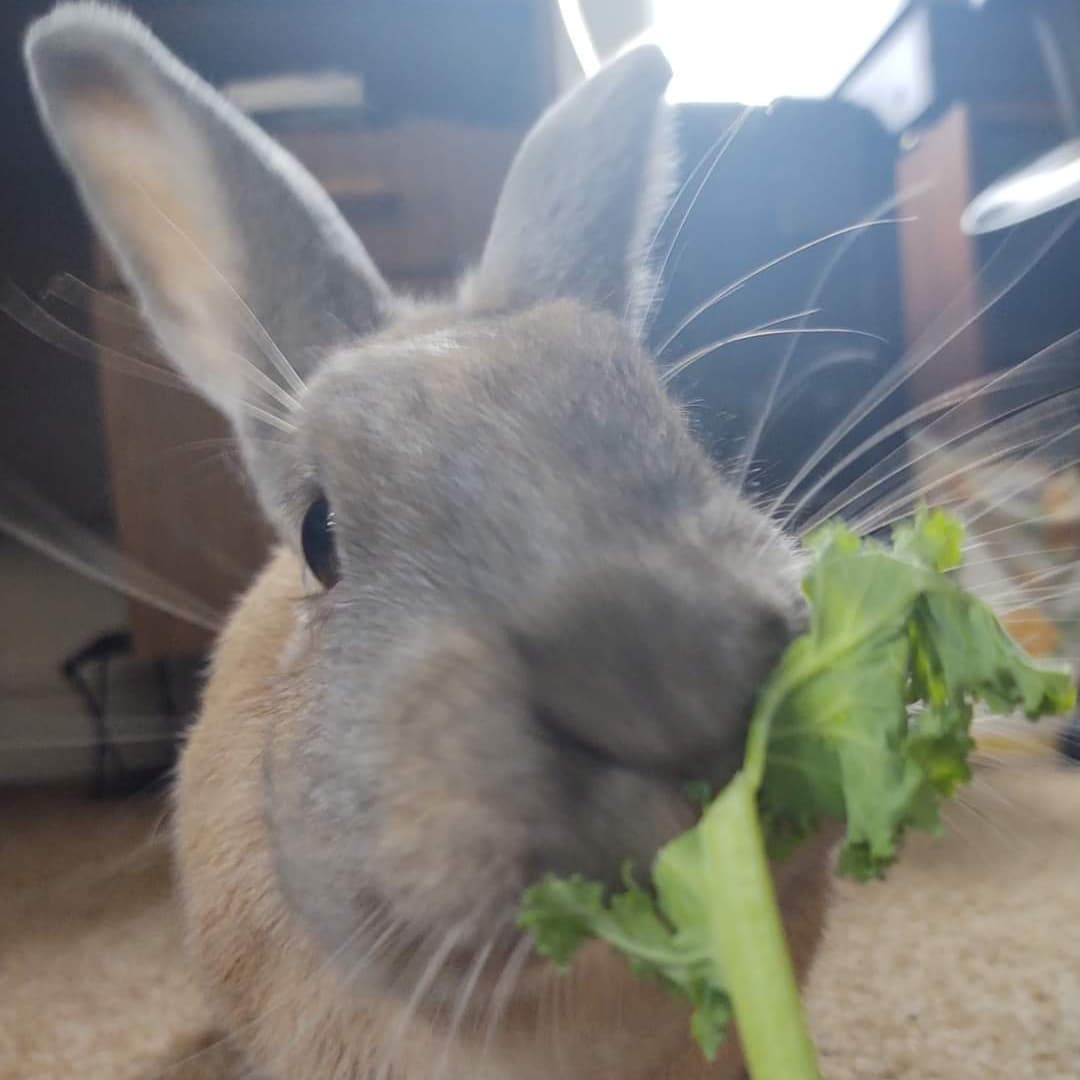 Today we'd like to introduce you to a Thanksgiving essential that your holidays won't be complete without--Cranberry the bun! 🐇
.
🍒 Just like the popular Thanksgiving condiment, Cranberry is sweet and saucy, and will bring joy to any family gathering! Cranberry is a gentle, social rabbit--content to hang out and do her own thing--but also interested in hopping about, exploring, and greeting her people with friendly head bumps. This bun is neat, tidy, and completely litter trained, she'd make a wonderful free-roaming rabbit! Cranberry LOVES kale, carrots, and other yummy fresh treats. This big beautiful bunny is full of heart, absolutely adorable, and hoping to find her furever home in time for the holidays! 💖
.
🐾 If you'd like to learn more about Cranberry, check out our adorable <a target='_blank' href='https://www.instagram.com/explore/tags/TakeoverTuesday/'>#TakeoverTuesday</a> stories, or visit our website linked in our bio. 👆