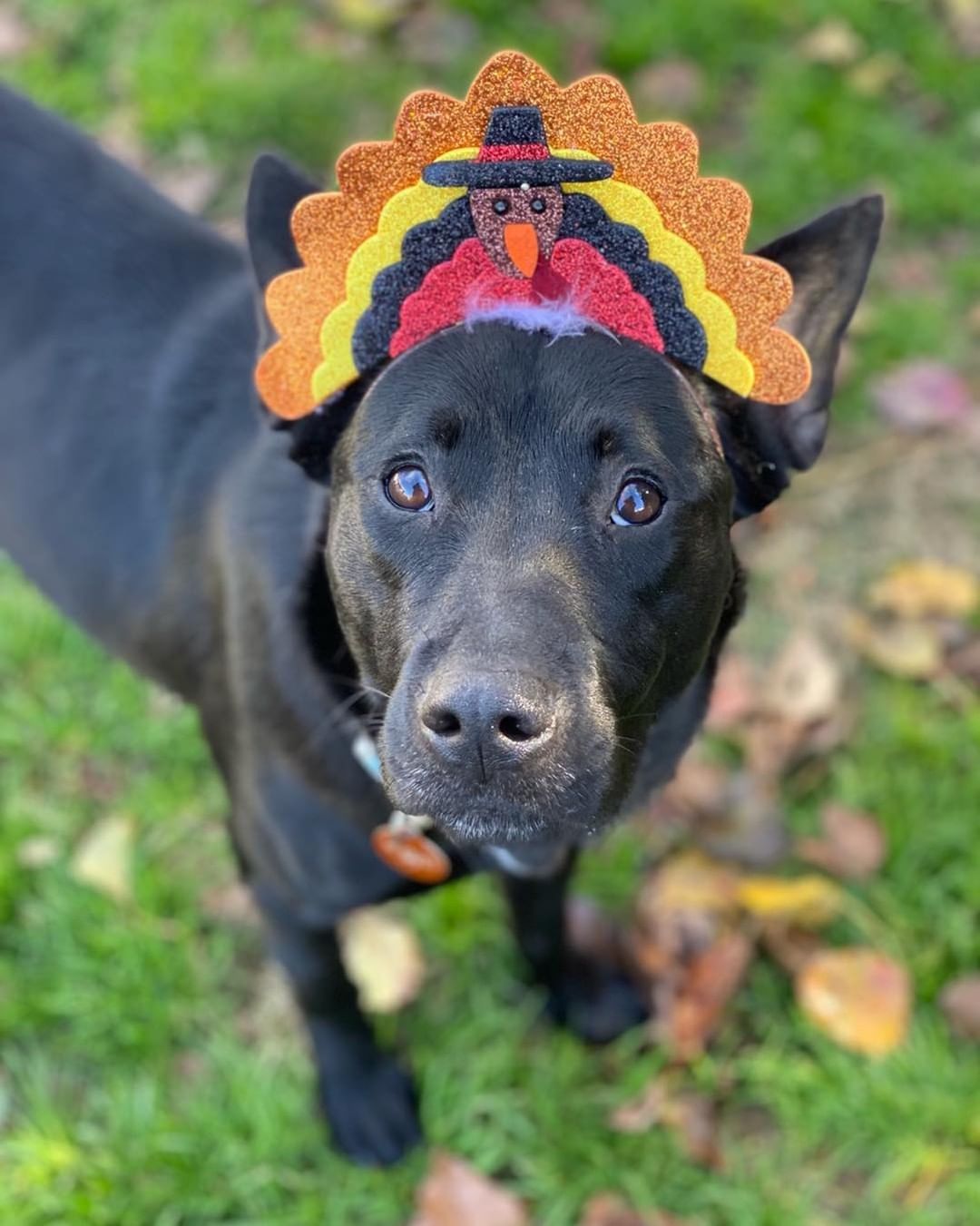 Happy Thanksgiving from all of us at Brown Dog Coalition! 🦃 

Today (and every day) we are thankful for you: our adopters, fosters, donors, volunteers, and supporters. Oh, and puppy kisses, kitten purrs, and patient foster pups wearing hats. Those are pretty great too. 😉