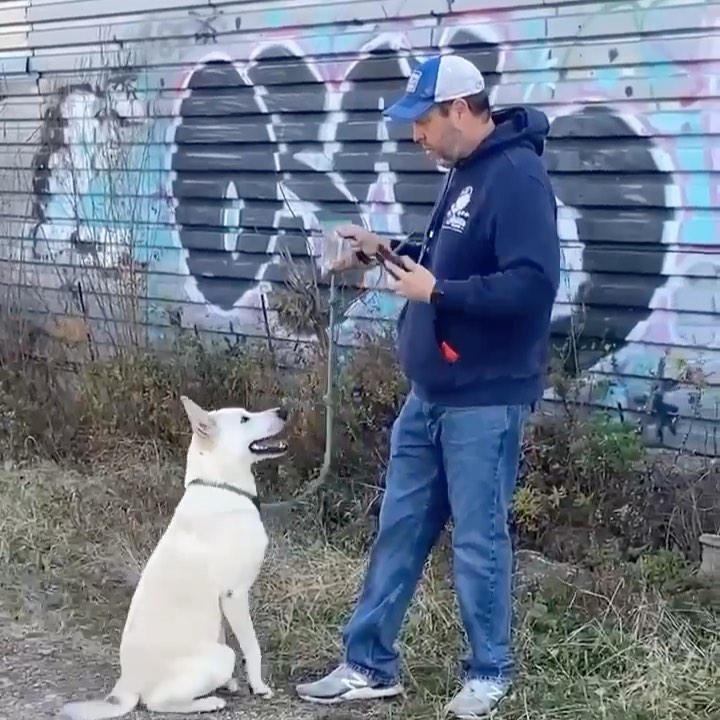 Beautiful white shepherd Kovu is SO smart. He even knows how to give a “kiss” on command as you can see 😊 And he’s HOUSEBROKEN! 👏🏻He’s about 3-years-old and 50 pounds and does not want to spend another holiday season alone! If you have other dogs Kovu would need a meet and greet to see if they get along. Kovu LOVES exercise so he’s looking for a nice yard to run around in. A home with older children only would be ideal for this handsome, sweet boy.  If you are interested in fostering or adopting one of our many babies looking for a home, please fill out an application at ruffhouserescue.org/apply We can’t wait to hear from you!

Like/Share/Show Support 🙌🏻 <a target='_blank' href='https://www.instagram.com/explore/tags/ruffhouserescue/'>#ruffhouserescue</a> <a target='_blank' href='https://www.instagram.com/explore/tags/ruffhouserockstars/'>#ruffhouserockstars</a> <a target='_blank' href='https://www.instagram.com/explore/tags/ruffhousealumni/'>#ruffhousealumni</a> <a target='_blank' href='https://www.instagram.com/explore/tags/dogphotography/'>#dogphotography</a>  <a target='_blank' href='https://www.instagram.com/explore/tags/dogsofinstagram/'>#dogsofinstagram</a> <a target='_blank' href='https://www.instagram.com/explore/tags/puppiesofinstagram/'>#puppiesofinstagram</a> <a target='_blank' href='https://www.instagram.com/explore/tags/adoptdontshop/'>#adoptdontshop</a> <a target='_blank' href='https://www.instagram.com/explore/tags/getyourrescueon/'>#getyourrescueon</a> <a target='_blank' href='https://www.instagram.com/explore/tags/dogphotography/'>#dogphotography</a> <a target='_blank' href='https://www.instagram.com/explore/tags/puppylove/'>#puppylove</a> <a target='_blank' href='https://www.instagram.com/explore/tags/pupper/'>#pupper</a> <a target='_blank' href='https://www.instagram.com/explore/tags/puppylover/'>#puppylover</a>  <a target='_blank' href='https://www.instagram.com/explore/tags/dogsofinstaworld/'>#dogsofinstaworld</a> <a target='_blank' href='https://www.instagram.com/explore/tags/rescuedog/'>#rescuedog</a> <a target='_blank' href='https://www.instagram.com/explore/tags/rescuedogsofinstagram/'>#rescuedogsofinstagram</a> <a target='_blank' href='https://www.instagram.com/explore/tags/iheartdogs/'>#iheartdogs</a> <a target='_blank' href='https://www.instagram.com/explore/tags/doglife/'>#doglife</a> <a target='_blank' href='https://www.instagram.com/explore/tags/fosters/'>#fosters</a> <a target='_blank' href='https://www.instagram.com/explore/tags/puppygrammer/'>#puppygrammer</a> <a target='_blank' href='https://www.instagram.com/explore/tags/furbaby/'>#furbaby</a> <a target='_blank' href='https://www.instagram.com/explore/tags/weratedogs/'>#weratedogs</a> <a target='_blank' href='https://www.instagram.com/explore/tags/puppies/'>#puppies</a> <a target='_blank' href='https://www.instagram.com/explore/tags/happytails/'>#happytails</a> <a target='_blank' href='https://www.instagram.com/explore/tags/dogstagram/'>#dogstagram</a> <a target='_blank' href='https://www.instagram.com/explore/tags/iheartdogs/'>#iheartdogs</a> <a target='_blank' href='https://www.instagram.com/explore/tags/adoptdontshop/'>#adoptdontshop</a>🐾 <a target='_blank' href='https://www.instagram.com/explore/tags/fostertoadopt/'>#fostertoadopt</a> <a target='_blank' href='https://www.instagram.com/explore/tags/fosterdog/'>#fosterdog</a> <a target='_blank' href='https://www.instagram.com/explore/tags/rhrhappytails/'>#rhrhappytails</a> <a target='_blank' href='https://www.instagram.com/explore/tags/longislandrescuedogs/'>#longislandrescuedogs</a> <a target='_blank' href='https://www.instagram.com/explore/tags/muttso/'>#muttso</a>ﬁnstagram