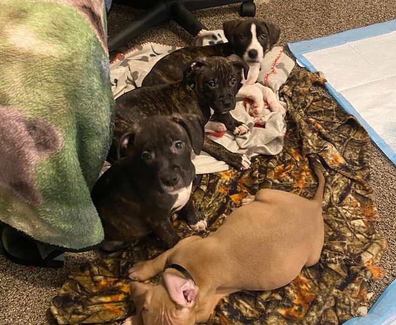 Mama and her five babies are safe with F.U.R.!

Meet the Big Hero 6 Family! These 6 were found in a plastic tub in the middle of a road 6 weeks ago and have spent the first weeks of the puppies’ lives in a shelter. 

Sweet, petite Mama and her babies are with us now, and available for adoption applications, apply today!