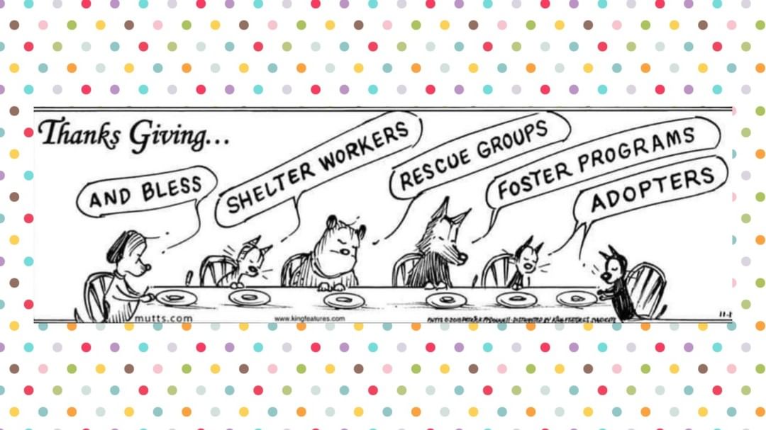 Blessings to all our shelter & rescue friends and extended network of fosters and adopters! We are overwhelmed by their compassion and generosity every day 🐾
