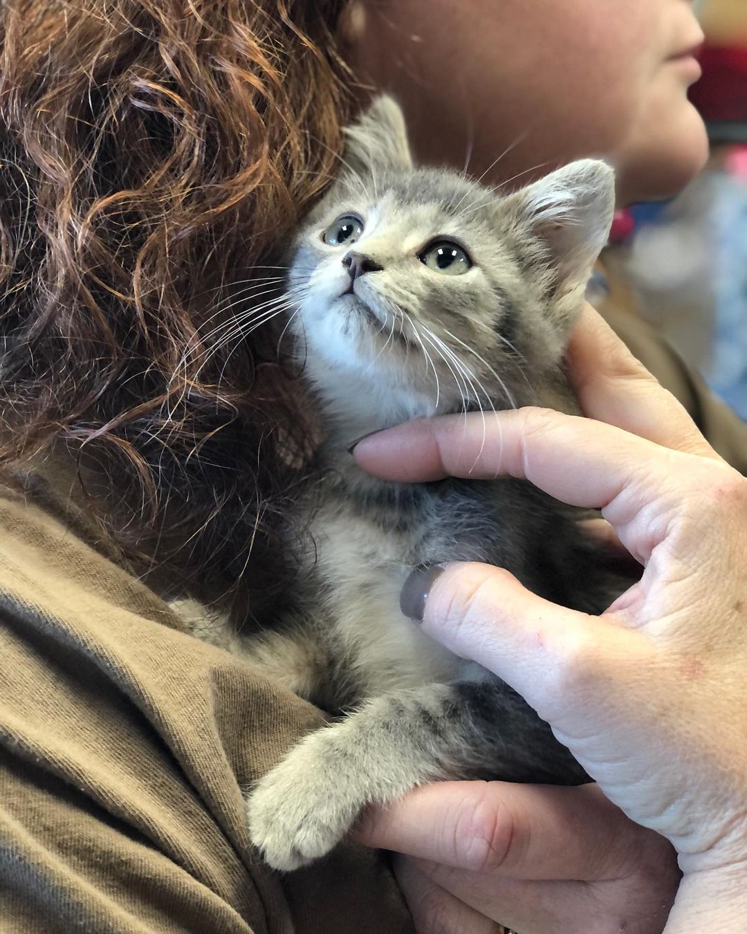 Jolly Rancher is a sweet treat. 
<a target='_blank' href='https://www.instagram.com/explore/tags/whiskerwishesrescue/'>#whiskerwishesrescue</a> <a target='_blank' href='https://www.instagram.com/explore/tags/adoptdontshop/'>#adoptdontshop</a> <a target='_blank' href='https://www.instagram.com/explore/tags/jollyrancher/'>#jollyrancher</a> <a target='_blank' href='https://www.instagram.com/explore/tags/spayandneuter/'>#spayandneuter</a>