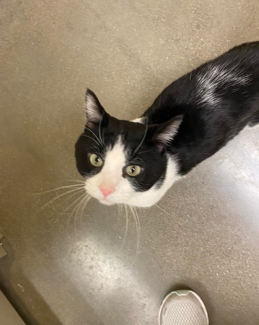 Trigger has it all going for him He’s handsome, he has the cutest little pink nose, he’s playful, and he loves people! 😻

You can stop by the Ames Petco to meet him, he even gives out kisses too! Or apply to adopt him at 
https://adopt.adopets.com/pet/a5357ad2-c0e7-49f6-b8a3-778969f70859?tracking=df22188f-4f04-4dd8-a6e3-539d2bc8112c