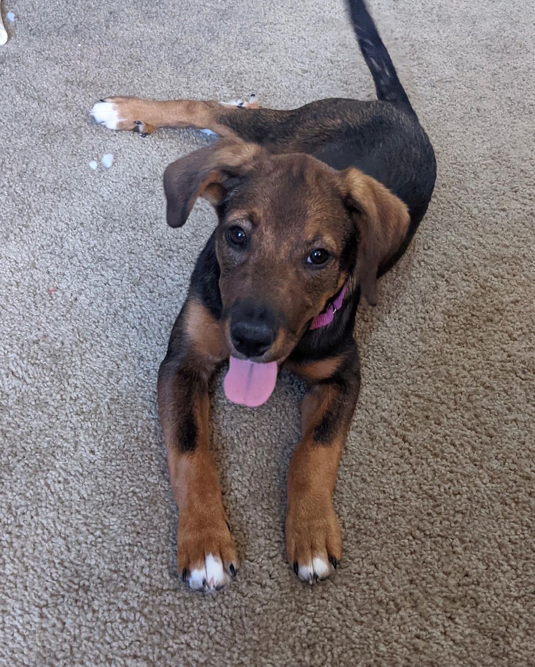 🦃Happy Thanksgiving from Matilda!🦃
🐾Female
🐾Age: DOB: 7/31/2021
🐾Weight: 22 lbs and growing!
🐾Breed: Beagle/Shepherd/Lab mix
♥️
Hey there, I’m Matilda! I have a big personality with a big heart to match! I enjoy wrestling with my sister and foster siblings and love cuddling up for a good nap afterwards! I currently enjoy playing with all the toys, bouncing around with my furry friends and cuddles! I absolutely love treats and am food motivated which will be super helpful for training.
🥧 
Speaking of training, since I am so young, I am still learning all the basics such as house training, crate training and leash training. I am catching on quickly though! I would love to find an active family who can keep me entertained with lots of exercise or have my very own fur sibling who will play with me!
🍁 
If you are interested in meeting Matilda, apply to adopt her at www.causeforcanines.org
Must have a flexible schedule to accommodate a puppy’s needs.
Adoption fee: $350
Must be an Ohio resident & 23 or older.
Children must be 5 or older.