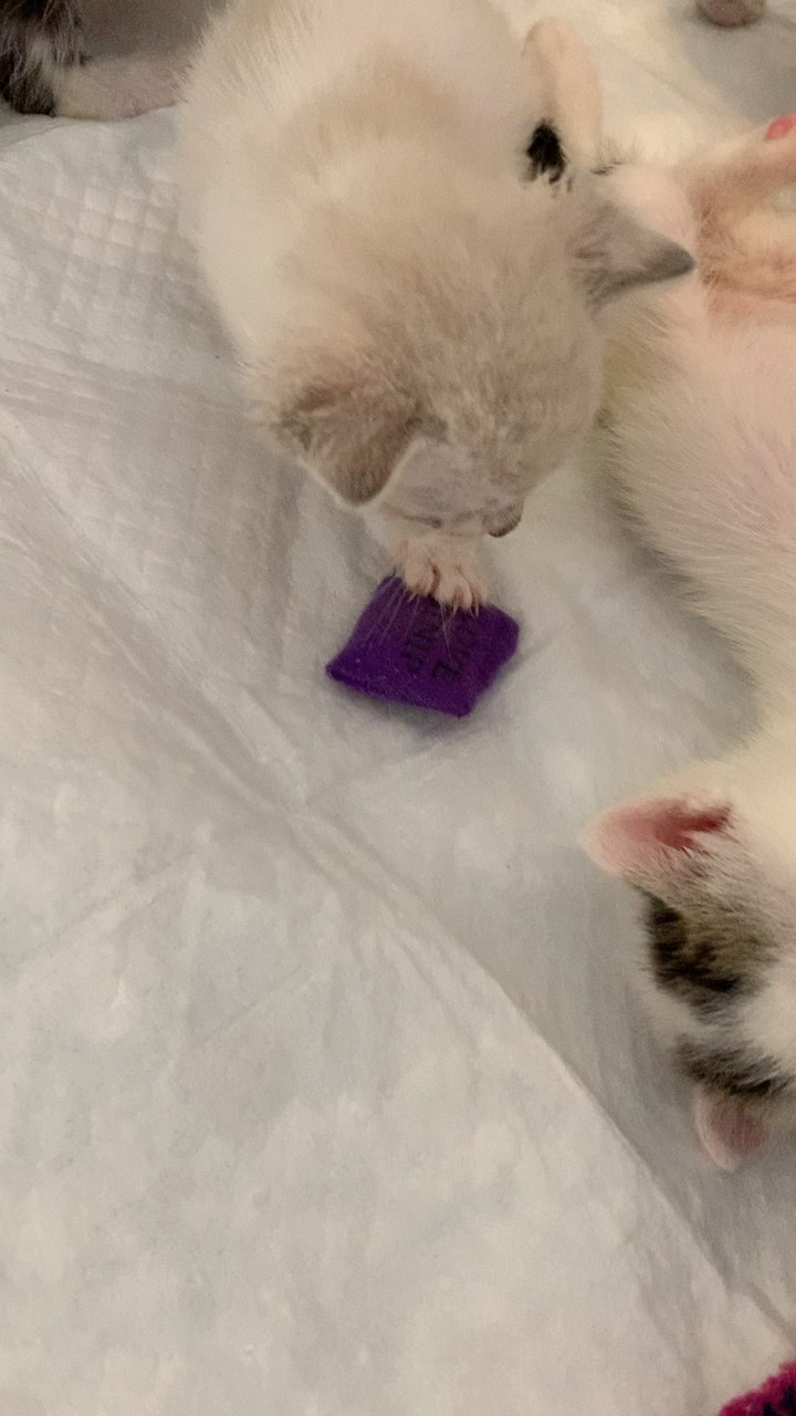 The kittens  got some toys today, and are totally fascinated by them. They sniffed them, and started playing. Their coordination is getting better, and they are starting to wrestle with each other. <a target='_blank' href='https://www.instagram.com/explore/tags/playtime/'>#playtime</a> <a target='_blank' href='https://www.instagram.com/explore/tags/kittenlife/'>#kittenlife</a> <a target='_blank' href='https://www.instagram.com/explore/tags/kittensdaily/'>#kittensdaily</a> <a target='_blank' href='https://www.instagram.com/explore/tags/kittenofinstagram/'>#kittenofinstagram</a> <a target='_blank' href='https://www.instagram.com/explore/tags/kittens_of_instagram/'>#kittens_of_instagram</a> <a target='_blank' href='https://www.instagram.com/explore/tags/felinefriday/'>#felinefriday</a>