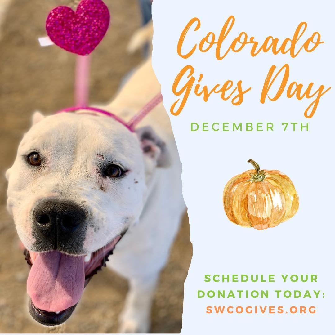 We are only 11 days away from Colorado Gives Day! 

This year has been filled with many challenges due to the aftermath of COVID-19. With the required halting of all public spay and neuter clinics during the pandemic, we experienced an immediate increase in surrenders and a decrease in adoptions, resulting in significantly longer stays of the animals in our care. This not only adds stress to the animals but makes it more difficult to provide for them. 

With COVID's continuing impacts, the animals need your support more than ever! Make a life saving gift to the animals like Angelica who have been with us for multiple months and help us expand the shelter, allowing us to better care for the increased number of animals, and making their often-extended stays more comfortable. 

Help us hit our goal this year of $30,000 and give a gift on Colorado Gives Day, Tuesday, December 7th.

To schedule your donation, visit the link in our bio!

<a target='_blank' href='https://www.instagram.com/explore/tags/lpchs/'>#lpchs</a> <a target='_blank' href='https://www.instagram.com/explore/tags/cogivesday/'>#cogivesday</a> <a target='_blank' href='https://www.instagram.com/explore/tags/givewhereyoulive/'>#givewhereyoulive</a> <a target='_blank' href='https://www.instagram.com/explore/tags/adoptlocally/'>#adoptlocally</a> <a target='_blank' href='https://www.instagram.com/explore/tags/adoptapet/'>#adoptapet</a>