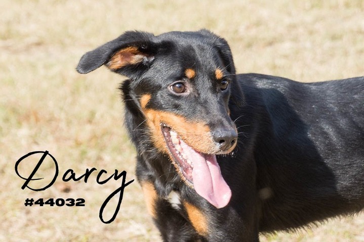 Darcy is <a target='_blank' href='https://www.instagram.com/explore/tags/hound/'>#hound</a> mix female with a whole lot of energy! She loves to play with other dogs and was obsessed with the kiddie pool back in the summer time. She's been here 102 Days already! Lets find her a <a target='_blank' href='https://www.instagram.com/explore/tags/homeforthholidays/'>#homeforthholidays</a>