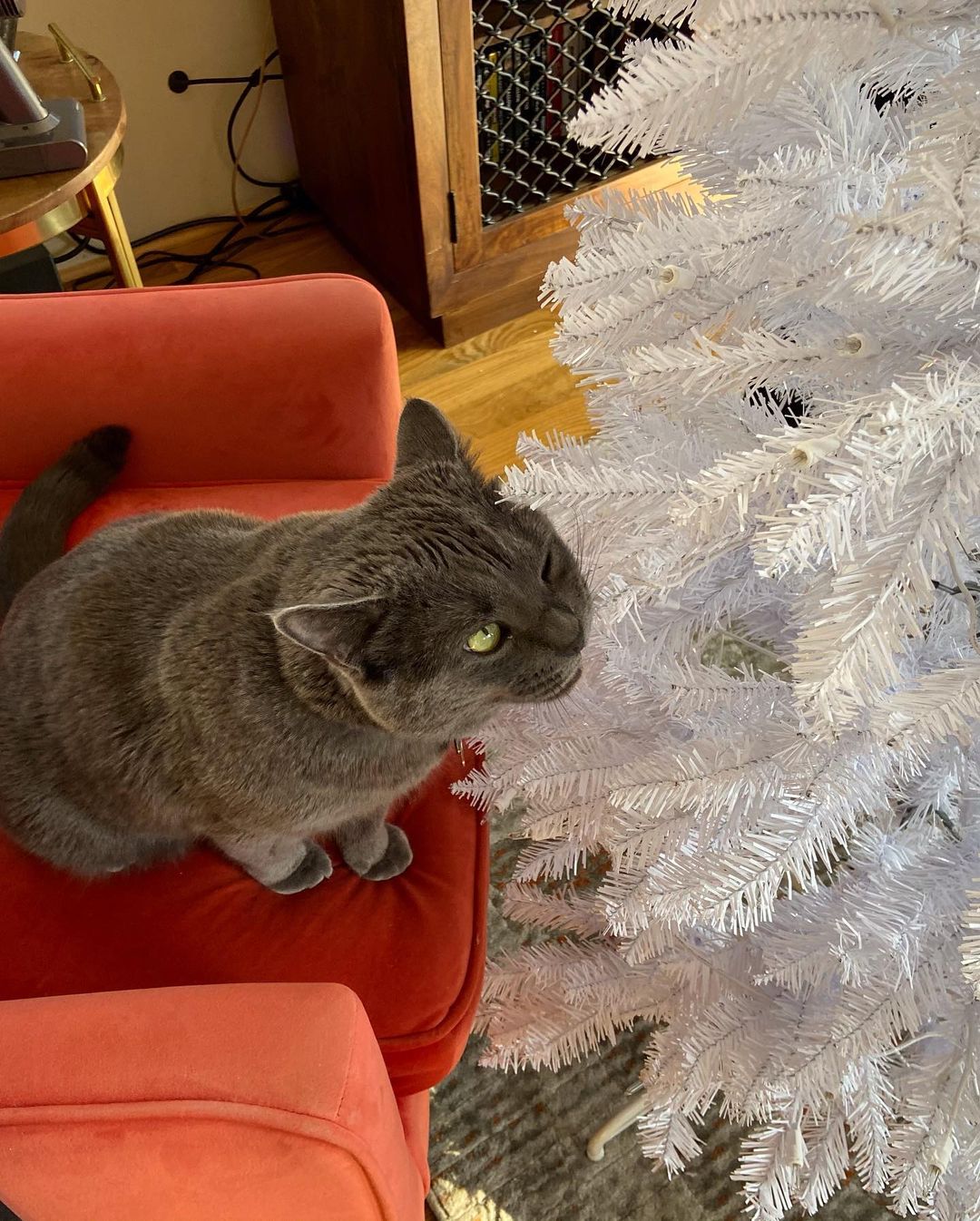 Waldamar, adopted this year, is enjoying his very first Christmas in his new home!🎄♥️💚
<a target='_blank' href='https://www.instagram.com/explore/tags/catsatchristmas/'>#catsatchristmas</a> 
<a target='_blank' href='https://www.instagram.com/explore/tags/catsanddecorations/'>#catsanddecorations</a> 
<a target='_blank' href='https://www.instagram.com/explore/tags/russianbluesofinstagram/'>#russianbluesofinstagram</a> 
<a target='_blank' href='https://www.instagram.com/explore/tags/acatmakesahouseahome/'>#acatmakesahouseahome</a>