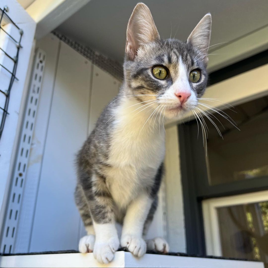 We love Mitzi !!! 
And we know you would too if you met her. Super duper playful, lap cat, kiss monster, gets along great with other cats, good with cat respecting dogs and kids! Her litter did test positive for FIV and sadly, we think it’s keeping her from getting adopted. Which is so sad because it’s not a big deal. 💔 Three of her brothers found their homes, now it’s her and her brother, Bodhi’s turn to go home. 
She is fully vetted and ready to go home. She is almost 5 months old. 
DM for an adoption questionnaire! 
.
.
.

.

.
.
.

.
<a target='_blank' href='https://www.instagram.com/explore/tags/tabbykitty/'>#tabbykitty</a><a target='_blank' href='https://www.instagram.com/explore/tags/fivpositive/'>#fivpositive</a><a target='_blank' href='https://www.instagram.com/explore/tags/fivpositivecat/'>#fivpositivecat</a><a target='_blank' href='https://www.instagram.com/explore/tags/fivpositivelyloved/'>#fivpositivelyloved</a><a target='_blank' href='https://www.instagram.com/explore/tags/whiskerwednesday/'>#whiskerwednesday</a><a target='_blank' href='https://www.instagram.com/explore/tags/kittensofig/'>#kittensofig</a><a target='_blank' href='https://www.instagram.com/explore/tags/adoptdontshop/'>#adoptdontshop</a><a target='_blank' href='https://www.instagram.com/explore/tags/carsonsheltersurvivor/'>#carsonsheltersurvivor</a><a target='_blank' href='https://www.instagram.com/explore/tags/sheltercat/'>#sheltercat</a><a target='_blank' href='https://www.instagram.com/explore/tags/formerbottlebaby/'>#formerbottlebaby</a><a target='_blank' href='https://www.instagram.com/explore/tags/cattastic/'>#cattastic</a><a target='_blank' href='https://www.instagram.com/explore/tags/fostercats/'>#fostercats</a><a target='_blank' href='https://www.instagram.com/explore/tags/fostercatsofinstagram/'>#fostercatsofinstagram</a>