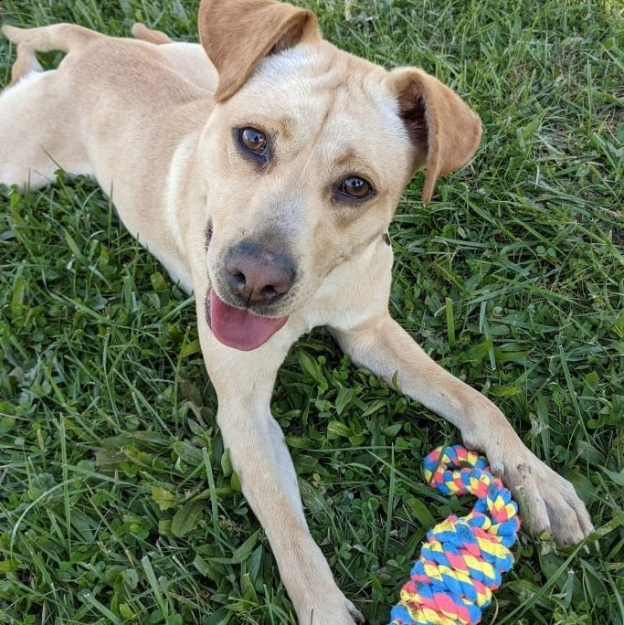 I am thankful for my friends and my toys! I am also thankful for the amazing volunteers and kennel staff at canine collective that play with me, feed me and give me lots of love.

Personally id love to find a forever home where I can run and play and make space so the shelter can save another dog like me!

Maybe I am a perfect fit for your family!! I am 36 lbs and only a year old. I love people of all ages including children and I love to play. It's so fun to run and chase toys. I do like treats too but toys are even better!

Hopefully this holiday season I'll find a  home with a family who loves to have fun and play with me!

- Sandy