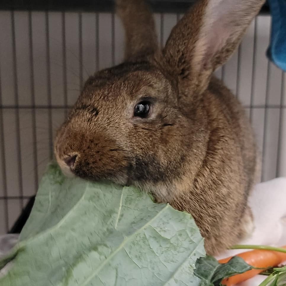 Did you know the Norfolk SPCA is also a temporary home for small mammals searching for their perfect match? 🐰

We currently have a variety of adoptable rabbits to choose from! Rabbits are extremely intelligent, social animals who show affection just like the dogs and cats you may already share your homes with. 

Swipe ⬅️ for photos of some of our current adoptables enjoying some fresh vegetables! 🥕🥬🍠