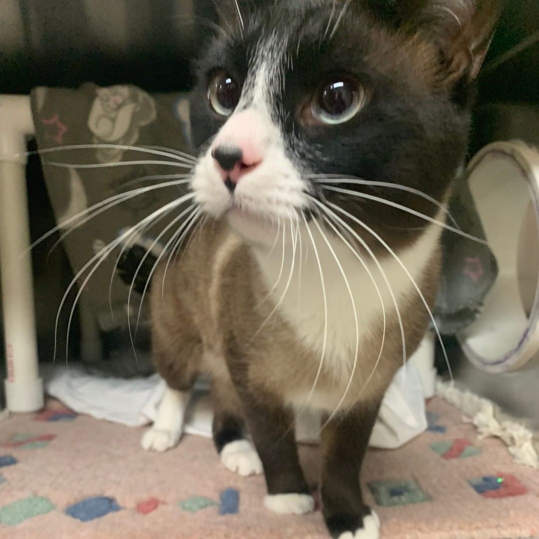 MUNCHKIN'
2yo stunning male.

He is as cute as he looks, but better in person. 
Loves pets and rubbing up against you. SUPER affectionate.

You're not infatuated with Munchkin'; you're in love.
Adopt your soulmate: https://www.shelterluv.com/matchme/adopt/CHO/Cat