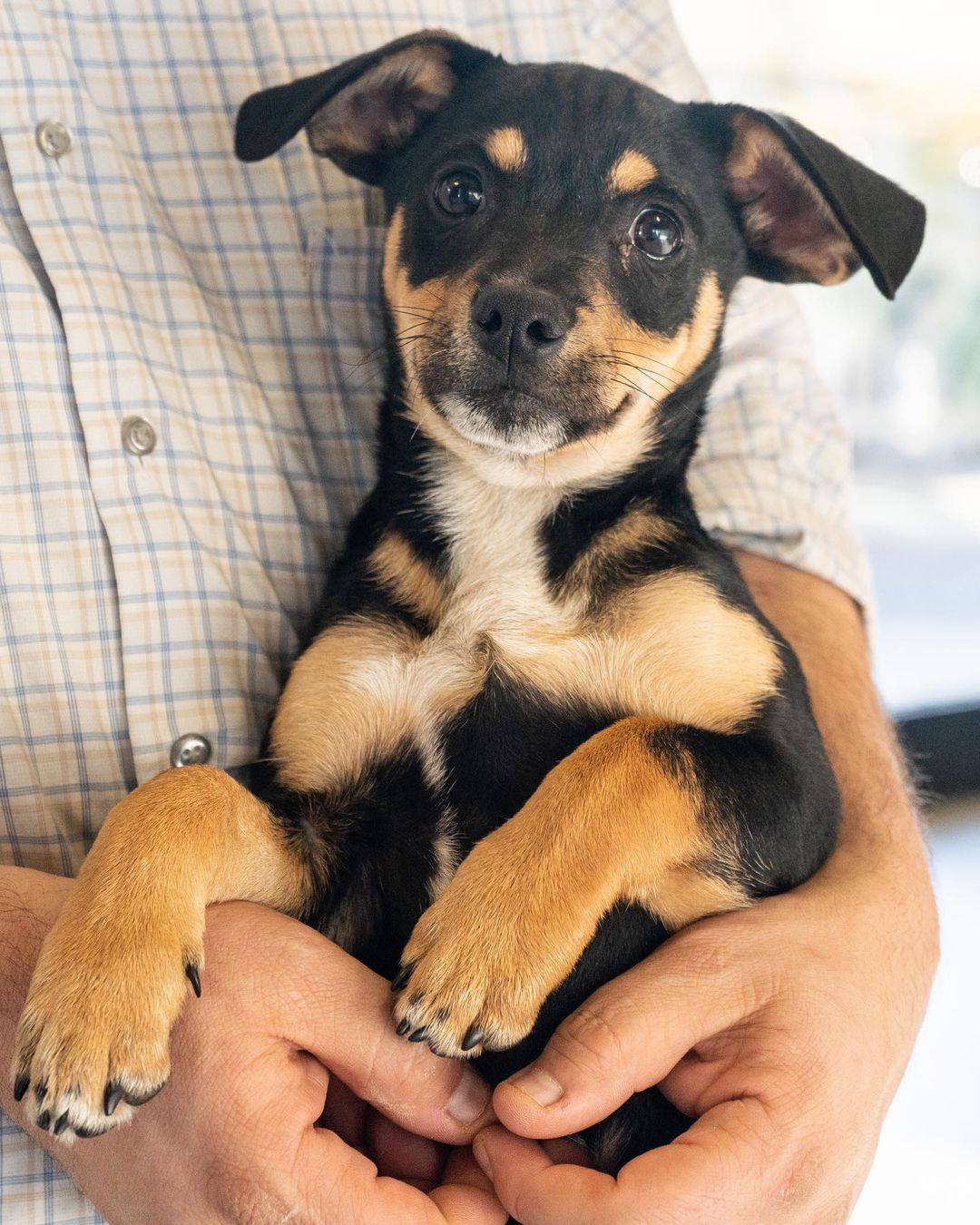 🚨 PUPPY ALERT! 🚨
MEET JAMESON! 🧡

Jameson is the SWEETEST little 8 week old, Male, Dachshund/Beagle Mix. 

He loves to voice around with his foster family. Is great with kids and other dogs and just wants to playyyyy. 

Apply to adopt Jameson on our website:

📮 WagmorPets.org/Adoption

🧡 <a target='_blank' href='https://www.instagram.com/explore/tags/blackfriday/'>#blackfriday</a> <a target='_blank' href='https://www.instagram.com/explore/tags/puppies/'>#puppies</a> <a target='_blank' href='https://www.instagram.com/explore/tags/puppyplay/'>#puppyplay</a> <a target='_blank' href='https://www.instagram.com/explore/tags/puppiesofinstagrsm/'>#puppiesofinstagrsm</a> <a target='_blank' href='https://www.instagram.com/explore/tags/doxiepuppies/'>#doxiepuppies</a> <a target='_blank' href='https://www.instagram.com/explore/tags/wagmorpets/'>#wagmorpets</a> 🧡