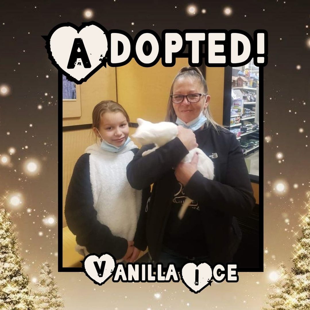 😻HAPPY TAILS!😻 Congrats to Jeanie, Vanilla Ice, Pickle, Grimm & Liberty on finding their happily ever after's! 🥳 
<a target='_blank' href='https://www.instagram.com/explore/tags/rescue/'>#rescue</a> <a target='_blank' href='https://www.instagram.com/explore/tags/dontshopadopt/'>#dontshopadopt</a> <a target='_blank' href='https://www.instagram.com/explore/tags/cats/'>#cats</a> <a target='_blank' href='https://www.instagram.com/explore/tags/catsofinstagram/'>#catsofinstagram</a> <a target='_blank' href='https://www.instagram.com/explore/tags/kittens/'>#kittens</a> <a target='_blank' href='https://www.instagram.com/explore/tags/kittensofinstagram/'>#kittensofinstagram</a> <a target='_blank' href='https://www.instagram.com/explore/tags/bethechange/'>#bethechange</a> <a target='_blank' href='https://www.instagram.com/explore/tags/onebyoneuntiltherearenone/'>#onebyoneuntiltherearenone</a> 

❤ shelterfriends.org ❤