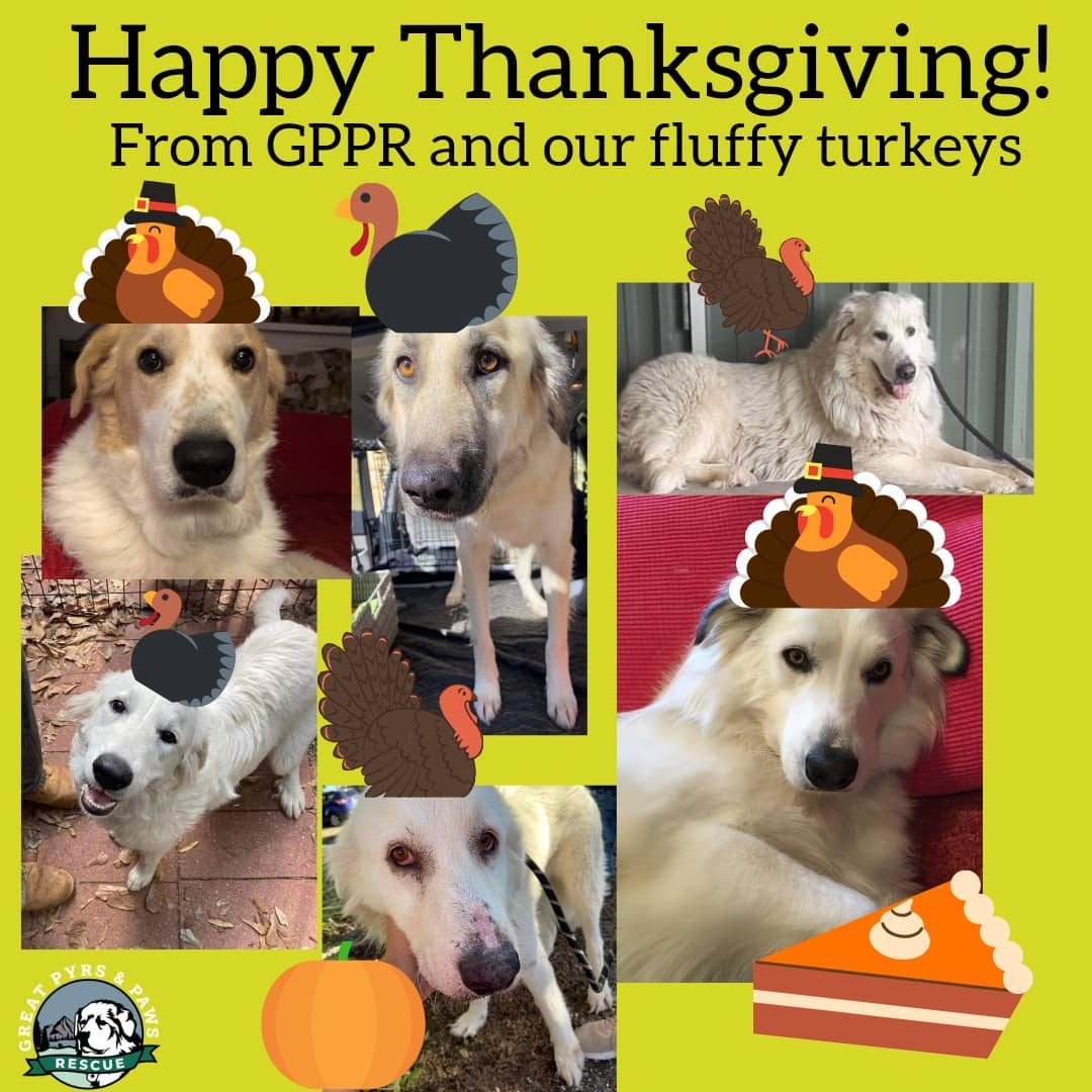 From our Fluffy Turkeys🐕🦃 to yours: A Very Happy Thanksgiving🦃 to you all! May your Treats🍖 and Pyr Paws🐾 be Plentiful! Thank you to all who support us and our mission to help Pyrs find their new happy  beginnings💙! We are thankful for you all👏!

<a target='_blank' href='https://www.instagram.com/explore/tags/greatpyrsandpawsrescue/'>#greatpyrsandpawsrescue</a> 
<a target='_blank' href='https://www.instagram.com/explore/tags/greatpyrsandpaws/'>#greatpyrsandpaws</a> 
<a target='_blank' href='https://www.instagram.com/explore/tags/adoptapyr/'>#adoptapyr</a> <a target='_blank' href='https://www.instagram.com/explore/tags/fosterapyr/'>#fosterapyr</a> 
<a target='_blank' href='https://www.instagram.com/explore/tags/adoptdontshop/'>#adoptdontshop</a> 
<a target='_blank' href='https://www.instagram.com/explore/tags/greatpyreenes/'>#greatpyreenes</a> 
<a target='_blank' href='https://www.instagram.com/explore/tags/rescuedogs/'>#rescuedogs</a>