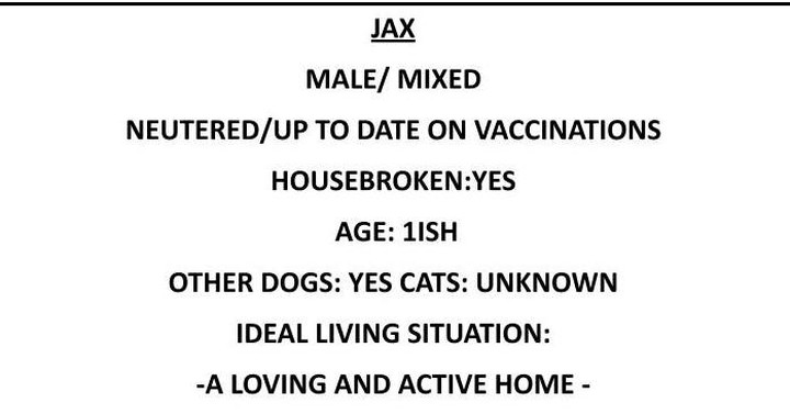 Our Black Friday Dog!!🖤 Meet Jax! Jax is a young professional mutt who would like to spend his days devoted to a person or family that he can call his own. This active young boy loves being outside running around and has never met a stranger! Jax is a fan of car rides, swimming, playing fetch, and going for long walks. So the person that is lucky enough to take Jax home will have a companion ready for a life of action and fun.

<a target='_blank' href='https://www.instagram.com/explore/tags/blackdog/'>#blackdog</a>  <a target='_blank' href='https://www.instagram.com/explore/tags/adoptme/'>#adoptme</a>