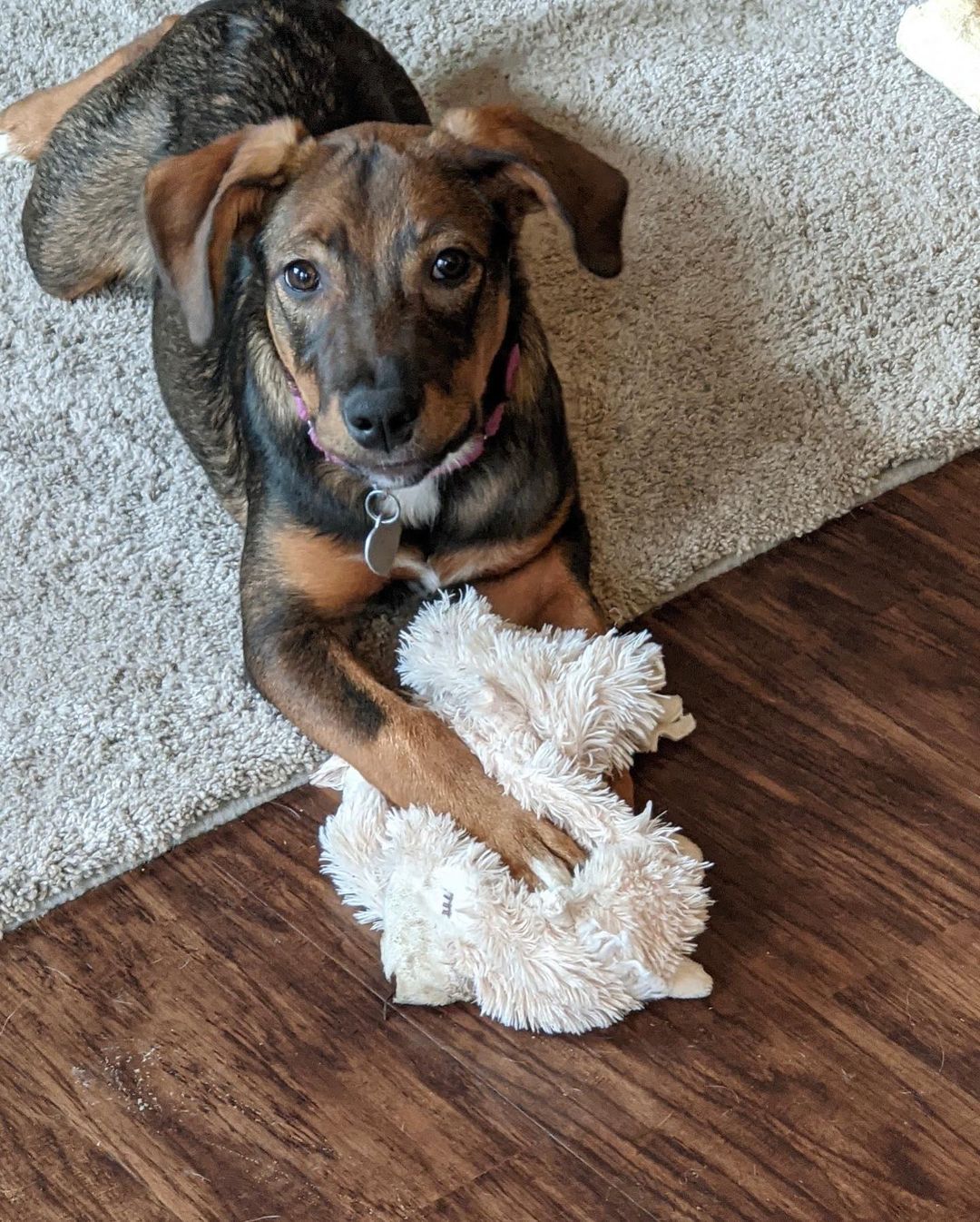 🦃Happy Thanksgiving from Matilda!🦃
🐾Female
🐾Age: DOB: 7/31/2021
🐾Weight: 22 lbs and growing!
🐾Breed: Beagle/Shepherd/Lab mix
♥️
Hey there, I’m Matilda! I have a big personality with a big heart to match! I enjoy wrestling with my sister and foster siblings and love cuddling up for a good nap afterwards! I currently enjoy playing with all the toys, bouncing around with my furry friends and cuddles! I absolutely love treats and am food motivated which will be super helpful for training.
🥧 
Speaking of training, since I am so young, I am still learning all the basics such as house training, crate training and leash training. I am catching on quickly though! I would love to find an active family who can keep me entertained with lots of exercise or have my very own fur sibling who will play with me!
🍁 
If you are interested in meeting Matilda, apply to adopt her at www.causeforcanines.org
Must have a flexible schedule to accommodate a puppy’s needs.
Adoption fee: $350
Must be an Ohio resident & 23 or older.
Children must be 5 or older.