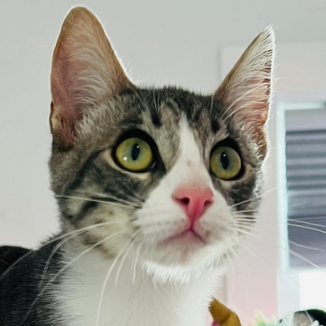 We love Mitzi !!! 
And we know you would too if you met her. Super duper playful, lap cat, kiss monster, gets along great with other cats, good with cat respecting dogs and kids! Her litter did test positive for FIV and sadly, we think it’s keeping her from getting adopted. Which is so sad because it’s not a big deal. 💔 Three of her brothers found their homes, now it’s her and her brother, Bodhi’s turn to go home. 
She is fully vetted and ready to go home. She is almost 5 months old. 
DM for an adoption questionnaire! 
.
.
.

.

.
.
.

.
<a target='_blank' href='https://www.instagram.com/explore/tags/tabbykitty/'>#tabbykitty</a><a target='_blank' href='https://www.instagram.com/explore/tags/fivpositive/'>#fivpositive</a><a target='_blank' href='https://www.instagram.com/explore/tags/fivpositivecat/'>#fivpositivecat</a><a target='_blank' href='https://www.instagram.com/explore/tags/fivpositivelyloved/'>#fivpositivelyloved</a><a target='_blank' href='https://www.instagram.com/explore/tags/whiskerwednesday/'>#whiskerwednesday</a><a target='_blank' href='https://www.instagram.com/explore/tags/kittensofig/'>#kittensofig</a><a target='_blank' href='https://www.instagram.com/explore/tags/adoptdontshop/'>#adoptdontshop</a><a target='_blank' href='https://www.instagram.com/explore/tags/carsonsheltersurvivor/'>#carsonsheltersurvivor</a><a target='_blank' href='https://www.instagram.com/explore/tags/sheltercat/'>#sheltercat</a><a target='_blank' href='https://www.instagram.com/explore/tags/formerbottlebaby/'>#formerbottlebaby</a><a target='_blank' href='https://www.instagram.com/explore/tags/cattastic/'>#cattastic</a><a target='_blank' href='https://www.instagram.com/explore/tags/fostercats/'>#fostercats</a><a target='_blank' href='https://www.instagram.com/explore/tags/fostercatsofinstagram/'>#fostercatsofinstagram</a>