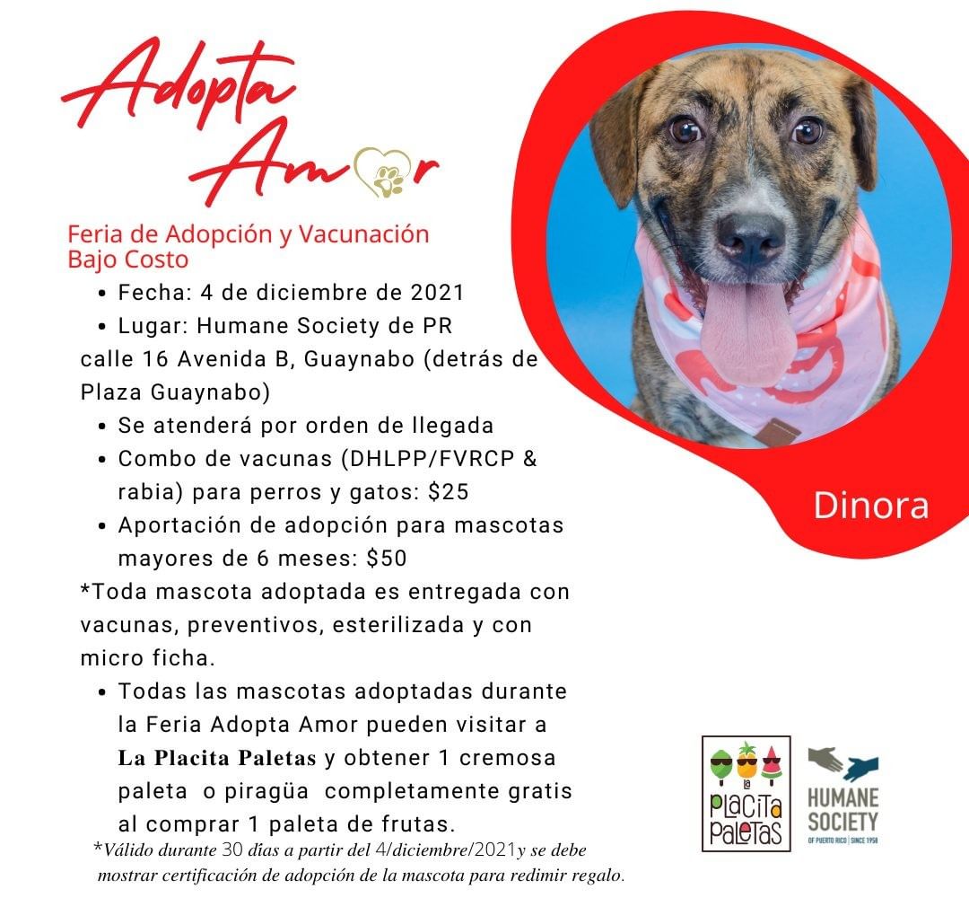 Se aproximan las navidades y muchas personas nos visitan buscando una mascota de regalo para un niño, pareja, padres o abuelos. Queremos compartir la fórmula del éxito:
🐾Compromiso
🐾Expectativas reales
🐾Paciencia y tolerancia
🐾Amor del bueno

<a target='_blank' href='https://www.instagram.com/explore/tags/adoptdontshop/'>#adoptdontshop</a> <a target='_blank' href='https://www.instagram.com/explore/tags/foster/'>#foster</a> <a target='_blank' href='https://www.instagram.com/explore/tags/fostersaveslives/'>#fostersaveslives</a> <a target='_blank' href='https://www.instagram.com/explore/tags/adopt/'>#adopt</a> <a target='_blank' href='https://www.instagram.com/explore/tags/dog/'>#dog</a> <a target='_blank' href='https://www.instagram.com/explore/tags/dogsofinstagram/'>#dogsofinstagram</a> <a target='_blank' href='https://www.instagram.com/explore/tags/dogs/'>#dogs</a> <a target='_blank' href='https://www.instagram.com/explore/tags/puppy/'>#puppy</a> <a target='_blank' href='https://www.instagram.com/explore/tags/dogstagram/'>#dogstagram</a> <a target='_blank' href='https://www.instagram.com/explore/tags/instadog/'>#instadog</a> <a target='_blank' href='https://www.instagram.com/explore/tags/doglover/'>#doglover</a> <a target='_blank' href='https://www.instagram.com/explore/tags/love/'>#love</a> <a target='_blank' href='https://www.instagram.com/explore/tags/doglife/'>#doglife</a> <a target='_blank' href='https://www.instagram.com/explore/tags/dogoftheday/'>#dogoftheday</a> <a target='_blank' href='https://www.instagram.com/explore/tags/pet/'>#pet</a> <a target='_blank' href='https://www.instagram.com/explore/tags/doglovers/'>#doglovers</a> <a target='_blank' href='https://www.instagram.com/explore/tags/cute/'>#cute</a> <a target='_blank' href='https://www.instagram.com/explore/tags/puppylove/'>#puppylove</a> <a target='_blank' href='https://www.instagram.com/explore/tags/pets/'>#pets</a> <a target='_blank' href='https://www.instagram.com/explore/tags/puppiesofinstagram/'>#puppiesofinstagram</a> <a target='_blank' href='https://www.instagram.com/explore/tags/puppies/'>#puppies</a> <a target='_blank' href='https://www.instagram.com/explore/tags/dogsofinsta/'>#dogsofinsta</a> <a target='_blank' href='https://www.instagram.com/explore/tags/cats/'>#cats</a> <a target='_blank' href='https://www.instagram.com/explore/tags/kittens/'>#kittens</a> <a target='_blank' href='https://www.instagram.com/explore/tags/ilovemydog/'>#ilovemydog</a> <a target='_blank' href='https://www.instagram.com/explore/tags/petsofinstagram/'>#petsofinstagram</a> <a target='_blank' href='https://www.instagram.com/explore/tags/petfriendlypr/'>#petfriendlypr</a>