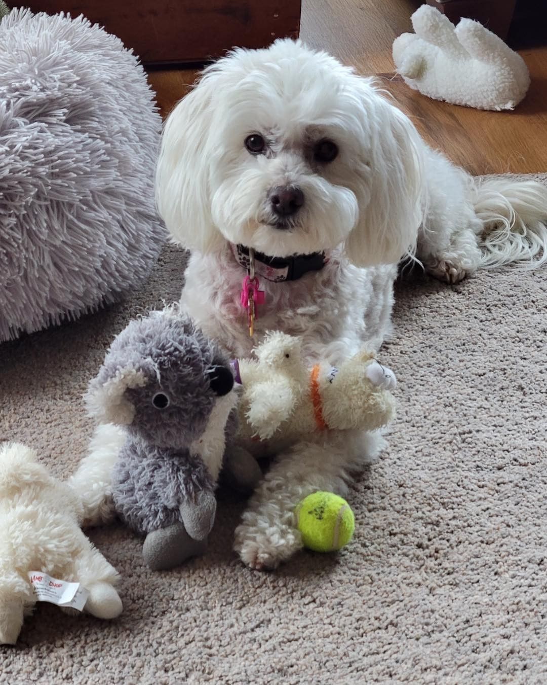 “Our two BFK pups are now about 13 and 7 years old (+/-? 😊). Corkey was the first. He  rescued us in 03/09/2009? Annie's gotcha date was 09/2014. They were best friends and inseparable at first meeting and still are! We are forever grateful to all of the BFK volunteers. Pat and John A”

💕👏👏👏💕
Have an update? Email to natalie@bichonfurkids.org

<a target='_blank' href='https://www.instagram.com/explore/tags/adoptedandloved/'>#adoptedandloved</a> <a target='_blank' href='https://www.instagram.com/explore/tags/bfkalumni/'>#bfkalumni</a> <a target='_blank' href='https://www.instagram.com/explore/tags/bichonfrise/'>#bichonfrise</a>