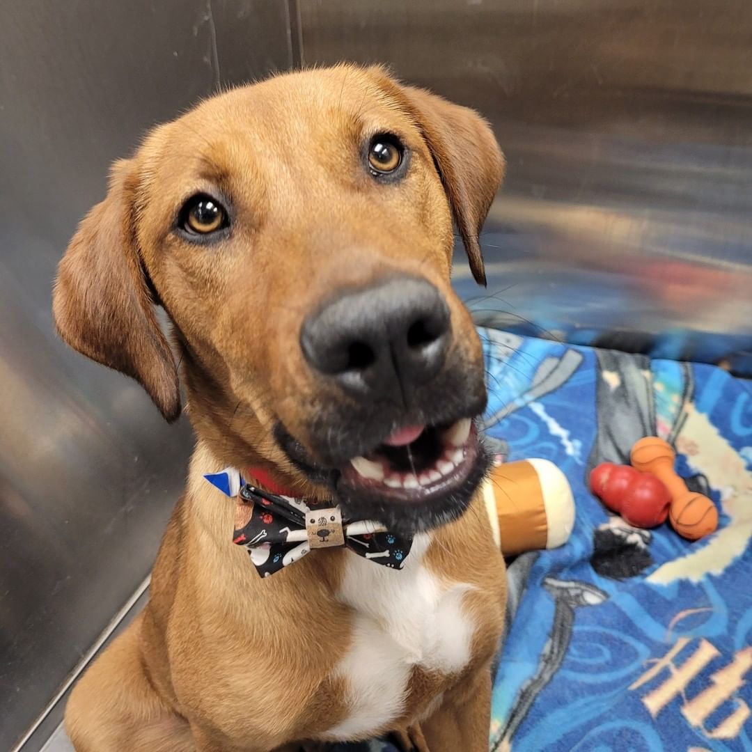 We've got some dressed up pups, ready for dinner with the family! 

(THANK YOU to a wonderful donor for the sweet bow ties!)

Happy Turkey Day from Humane Society, Tennessee Valley!