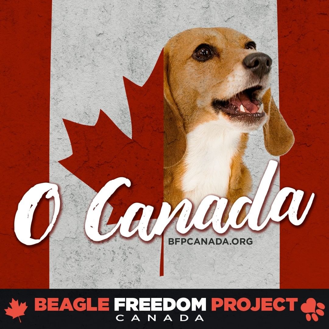 O Canada! @BFPCanada HAS JUST LAUNCHED!

We are excited to announce that Beagle Freedom Project is now a registered charity in Canada! Animal testing and research knows no borders and, sadly, Canada’s use of animals has minimal to no legislation, regulation, or transparency. In 2009, the number of animals used in experimentation was 3,375,021.

Despite significant medical advances, the numbers increased by 26% in 2019. As the world’s leading organization dedicated to rescuing and rehoming animals used in experimental research, we must continue to fight to end animal testing beyond the U.S.A. Animals everywhere deserve to know freedom, love, and a kind, human touch. And we could not have done this without your support. Thank you for your dedication to helping us create a more compassionate world. Team BFP USA.

Please follow us: @BFPCanada on Facebook, Instagram, Twitter and TikTok!

More info at BFPCanada.org.

_________________________

We are also @BFPCanada and @CrueltyCutter. <a target='_blank' href='https://www.instagram.com/explore/tags/Canada/'>#Canada</a> <a target='_blank' href='https://www.instagram.com/explore/tags/AnimalTesting/'>#AnimalTesting</a> <a target='_blank' href='https://www.instagram.com/explore/tags/CrueltyFree/'>#CrueltyFree</a> <a target='_blank' href='https://www.instagram.com/explore/tags/Beagle/'>#Beagle</a> <a target='_blank' href='https://www.instagram.com/explore/tags/BeaglesOfInstagram/'>#BeaglesOfInstagram</a>