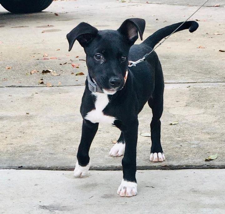 I’m Meme and I am the cutest, most lovable puppy in the world! I am a 3 to 4-month-old black terrier mix. I am only about 8-9 pounds. I have cute white socks on my giant feet—I have some growing still to do! I am up to date on my shots and will be ready to get spayed in January. I came to rescue from a kill shelter in rural, LA, after I was found a stray and no one came looking for me. I love every person I meet and want to jump in their arms and kiss them and love on them! I am teething right now and need chew toys all over the house. But as long as I have toys, I don’t chew the house. I am working on not chewing on my foster family’s hands and am much better than when I first arrived. I am high energy and need walks and play time every day. I do well in my kennel when you have to leave. I am progressing well with house training and walking on a leash. I get along really well with the dogs and kids in my foster house. I would love to have a doggie playmate, but the kids in my foster house are great playmates too since my foster dog sisters are too old to play with me. I have met the neighbor’s cat and we get along too! I have the cutest crooked ears and I know you will fall in love with me when you meet me. Will you give me a forever home to grow up in and be your loyal, bestest friend?? 

Please note: as with most rescue puppies, we have no way to guarantee this puppy’s breed or size potential. 

If you are interested in meeting and/or adopting, the first step is to please visit our website to complete an application and read all of our FAQs: https://www.takepawsrescue.org/adopt 

<a target='_blank' href='https://www.instagram.com/explore/tags/adoptdontshop/'>#adoptdontshop</a> <a target='_blank' href='https://www.instagram.com/explore/tags/spayandneuter/'>#spayandneuter</a> <a target='_blank' href='https://www.instagram.com/explore/tags/rescuedogsofinstagram/'>#rescuedogsofinstagram</a> <a target='_blank' href='https://www.instagram.com/explore/tags/rescuedismyfavoritebreed/'>#rescuedismyfavoritebreed</a> <a target='_blank' href='https://www.instagram.com/explore/tags/adoptme/'>#adoptme</a> <a target='_blank' href='https://www.instagram.com/explore/tags/noladogs/'>#noladogs</a> <a target='_blank' href='https://www.instagram.com/explore/tags/nola/'>#nola</a> <a target='_blank' href='https://www.instagram.com/explore/tags/neworleans/'>#neworleans</a> <a target='_blank' href='https://www.instagram.com/explore/tags/louisiana/'>#louisiana</a>  <a target='_blank' href='https://www.instagram.com/explore/tags/adoptablackdog/'>#adoptablackdog</a>