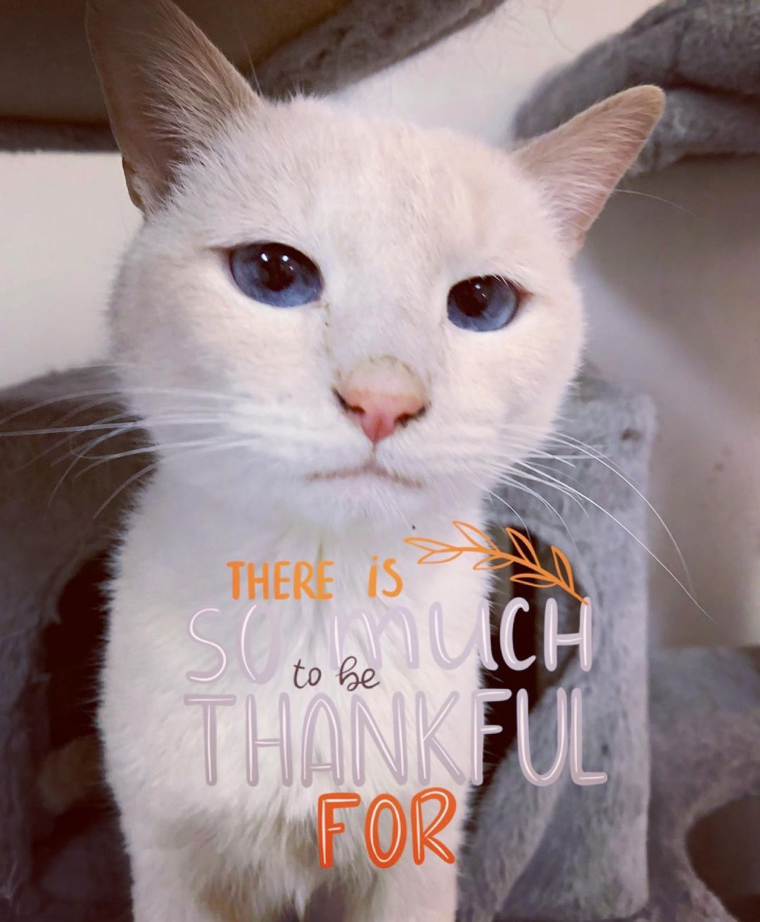 Wishing all of our friends a Happy Thanksgiving. Our new boy here is very thankful to be off the street, warm and dry and food in his tummy. We at Sparkle Cat Rescue are thankful for YOU for your support, and to our amazing fosters who open up their homes to help the forgotten felines we rescue, to our volunteers who are such an important part of our rescue day in and day out. Much love to you all. Xoxo 
.
.
.
.
<a target='_blank' href='https://www.instagram.com/explore/tags/happythanksgivng/'>#happythanksgivng</a> <a target='_blank' href='https://www.instagram.com/explore/tags/thankful/'>#thankful</a> <a target='_blank' href='https://www.instagram.com/explore/tags/catsofinstagram/'>#catsofinstagram</a> <a target='_blank' href='https://www.instagram.com/explore/tags/homelesscats/'>#homelesscats</a> <a target='_blank' href='https://www.instagram.com/explore/tags/rescuecats/'>#rescuecats</a> <a target='_blank' href='https://www.instagram.com/explore/tags/adoptdontshop/'>#adoptdontshop</a> <a target='_blank' href='https://www.instagram.com/explore/tags/blessed/'>#blessed</a> <a target='_blank' href='https://www.instagram.com/explore/tags/spayandneuter/'>#spayandneuter</a>
