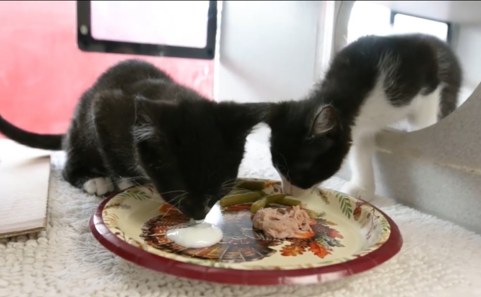 HAPPY THANKSGIVING! Thanks to generous donors, the homeless pets at the ARL received a Thanksgiving meal! Watch the animals enjoying their special treat on our Facebook page: facebook.com/arliowa. Thanks so much to everyone who donated to make this possible!

<a target='_blank' href='https://www.instagram.com/explore/tags/thankful/'>#thankful</a> <a target='_blank' href='https://www.instagram.com/explore/tags/thanksgiving/'>#thanksgiving</a>