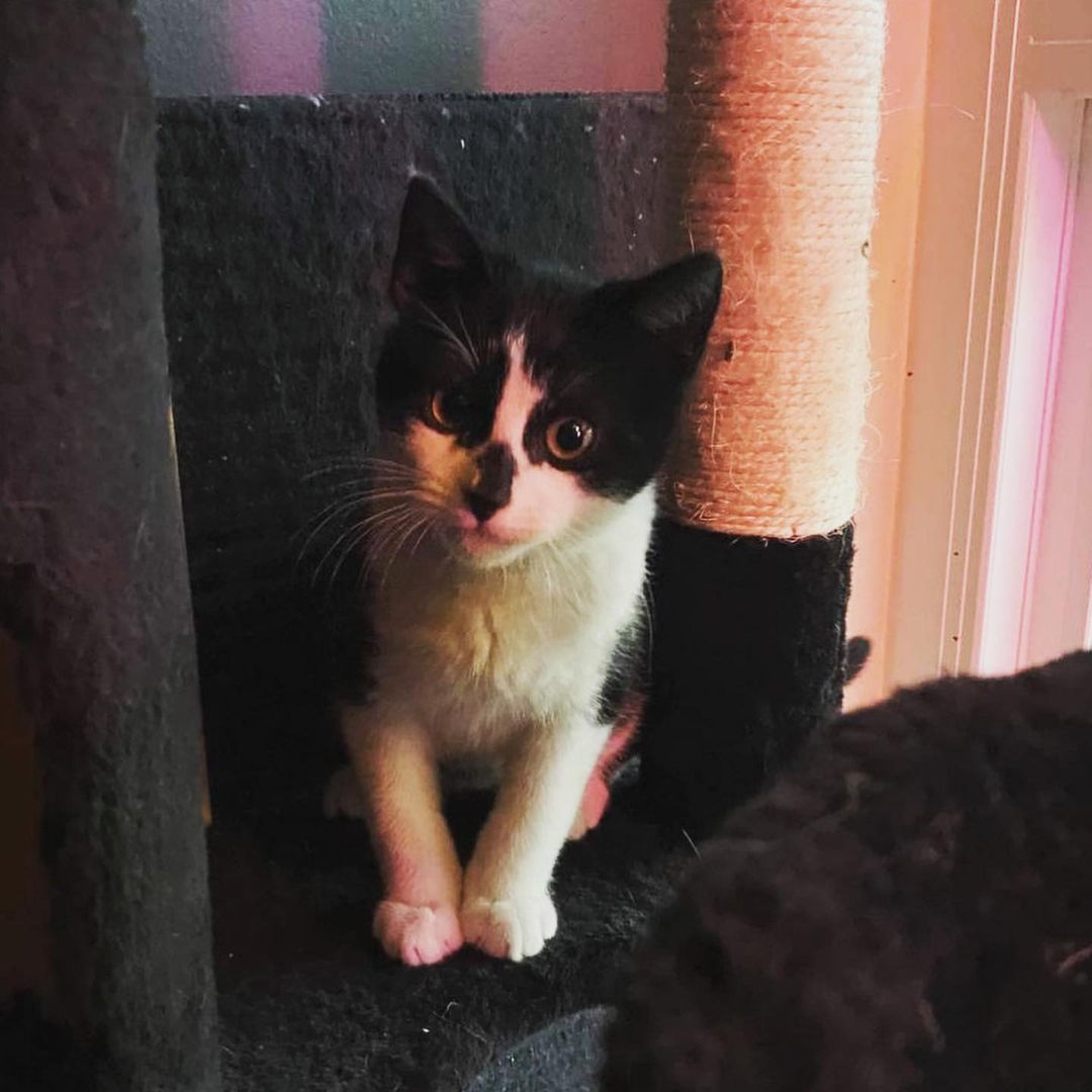 🥰Sweet Cody boy is READY FOR ADOPTION🥰 This lil tuxedo boy is chipped, vaccinated, neutered - and gets along well with other cats, dogs, and children. Cody is a SWEETHEART and would be such a great addition to your family. 

If you are in the Southern California area, and are looking to open your heart and home, please send us a DM ❤️ even if you aren’t able to at the moment please share this post! We appreciate you all 💕

<a target='_blank' href='https://www.instagram.com/explore/tags/catlife/'>#catlife</a> <a target='_blank' href='https://www.instagram.com/explore/tags/catprobs/'>#catprobs</a> <a target='_blank' href='https://www.instagram.com/explore/tags/rescuecat/'>#rescuecat</a> <a target='_blank' href='https://www.instagram.com/explore/tags/rescuecatsrule/'>#rescuecatsrule</a> <a target='_blank' href='https://www.instagram.com/explore/tags/rescuecatsrock/'>#rescuecatsrock</a> <a target='_blank' href='https://www.instagram.com/explore/tags/chat/'>#chat</a> <a target='_blank' href='https://www.instagram.com/explore/tags/katze/'>#katze</a> <a target='_blank' href='https://www.instagram.com/explore/tags/neko/'>#neko</a> <a target='_blank' href='https://www.instagram.com/explore/tags/rescuedandloved/'>#rescuedandloved</a> <a target='_blank' href='https://www.instagram.com/explore/tags/adoptdontshop/'>#adoptdontshop</a> <a target='_blank' href='https://www.instagram.com/explore/tags/catstagram/'>#catstagram</a> <a target='_blank' href='https://www.instagram.com/explore/tags/catsofinstagram/'>#catsofinstagram</a> <a target='_blank' href='https://www.instagram.com/explore/tags/instacat/'>#instacat</a> <a target='_blank' href='https://www.instagram.com/explore/tags/coolcats/'>#coolcats</a> <a target='_blank' href='https://www.instagram.com/explore/tags/tonksfelinefoster/'>#tonksfelinefoster</a> <a target='_blank' href='https://www.instagram.com/explore/tags/gardengrove/'>#gardengrove</a> <a target='_blank' href='https://www.instagram.com/explore/tags/orangecounty/'>#orangecounty</a> <a target='_blank' href='https://www.instagram.com/explore/tags/lacounty/'>#lacounty</a> <a target='_blank' href='https://www.instagram.com/explore/tags/rescueanimals/'>#rescueanimals</a>
