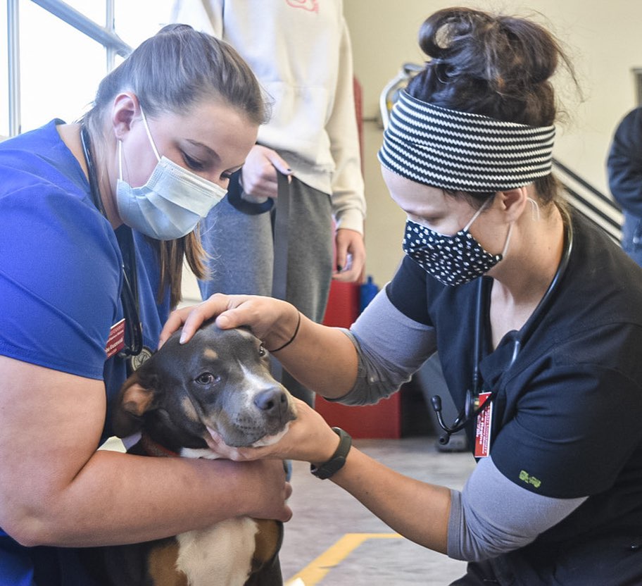 CHANGING LIVES: The ARL not only helps pets once they arrive at the ARL, we do a lot of work to help keep pets out of the shelter and in the homes with the people who love them. We recently offered two vaccine and wellness clinics that provided care for a total of 62 dogs and 50 cats in the Des Moines metro!

The clinic for cats, held at the Southridge Petco, and the clinic for dogs, held at the Dean Avenue Fire Station, both offered vaccinations and microchips, as well as physical exams, fecal tests and more. Check out some pictures from the clinics, including some heartwarming photos of the pets and their families!

Thank you to the Petco Love Foundation for the grant that provided vaccines for these clinics. And thanks to our veterinary partners and the Shelter Medicine Club at Iowa State University for joining with us to provide these services.

<a target='_blank' href='https://www.instagram.com/explore/tags/petcolove/'>#petcolove</a> <a target='_blank' href='https://www.instagram.com/explore/tags/thankstomaddie/'>#thankstomaddie</a>