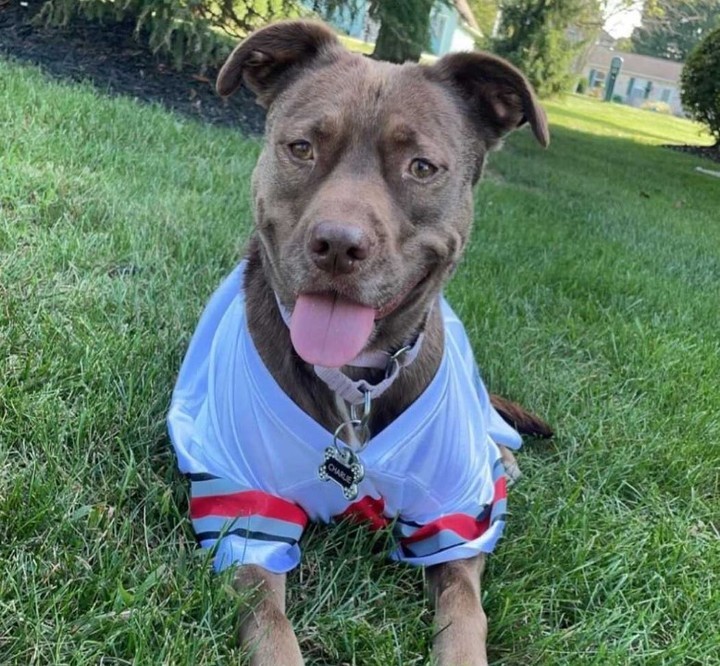 Adoption Update: This <a target='_blank' href='https://www.instagram.com/explore/tags/GigisGrad/'>#GigisGrad</a> Charlie is ready for the big game tomorrow! Her new family, who adopted her in May, recently shared, 