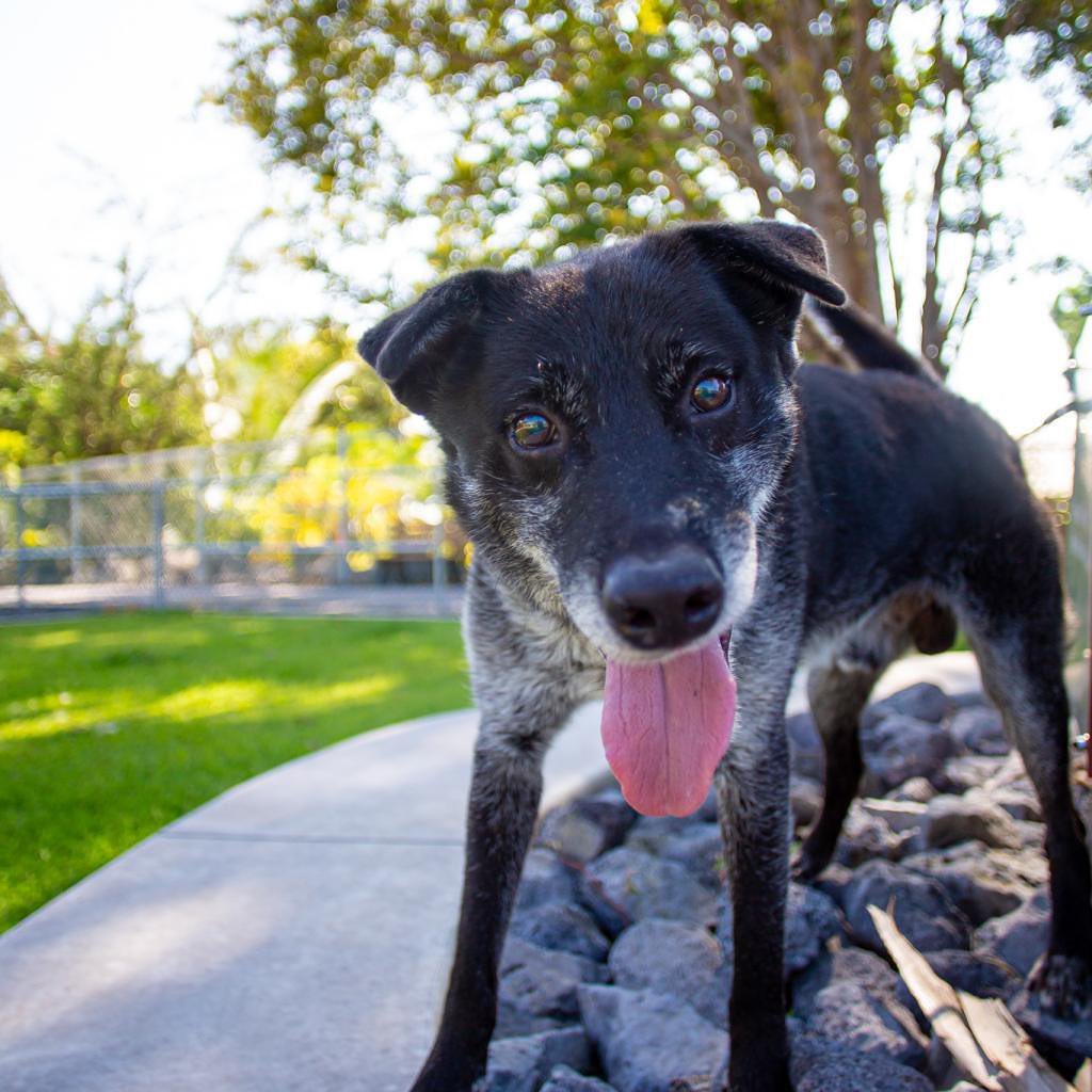 Adopt a Senior Dog Month continues with Pineapple! This frosted face guy is quickly earning himself the nickname ‘’Fineapple’’, for his good looks and even better personality.
😍🍍😍

Here’s the thing about Pineapple: if you think he’s cute in photos, JUST WAIT UNTIL YOU MEET HIM IN PERSON! He’s a lovable, affable, goofy vintage puppy who is guaranteed to make you swoon. Just like his namesake, this Pineapple is just so sweet.

Pineapple is 7-8 years old, weighs approximately 50lbs, and is easy going with other dogs.

Come visit him at our Animal Community Center in Kona, located at 78-6767 Mamalahoa Hwy, Holualoa, HI 96725.  We’re open for walk-ins on Friday-Tuesday from 10am-3pm.

Ready to meet this guy? All adoptions are by appointment only. Submit your application at hihs.org

Pineapple is eligible for adoption, Foster to Adopt, foster, interisland adoptions, and Field Trips for Shelter Dogs!

<a target='_blank' href='https://www.instagram.com/explore/tags/adoptPineappleHIHS/'>#adoptPineappleHIHS</a> <a target='_blank' href='https://www.instagram.com/explore/tags/seniordog/'>#seniordog</a> <a target='_blank' href='https://www.instagram.com/explore/tags/frostedface/'>#frostedface</a> <a target='_blank' href='https://www.instagram.com/explore/tags/adoptaseniordog/'>#adoptaseniordog</a> <a target='_blank' href='https://www.instagram.com/explore/tags/vintagepuppy/'>#vintagepuppy</a>