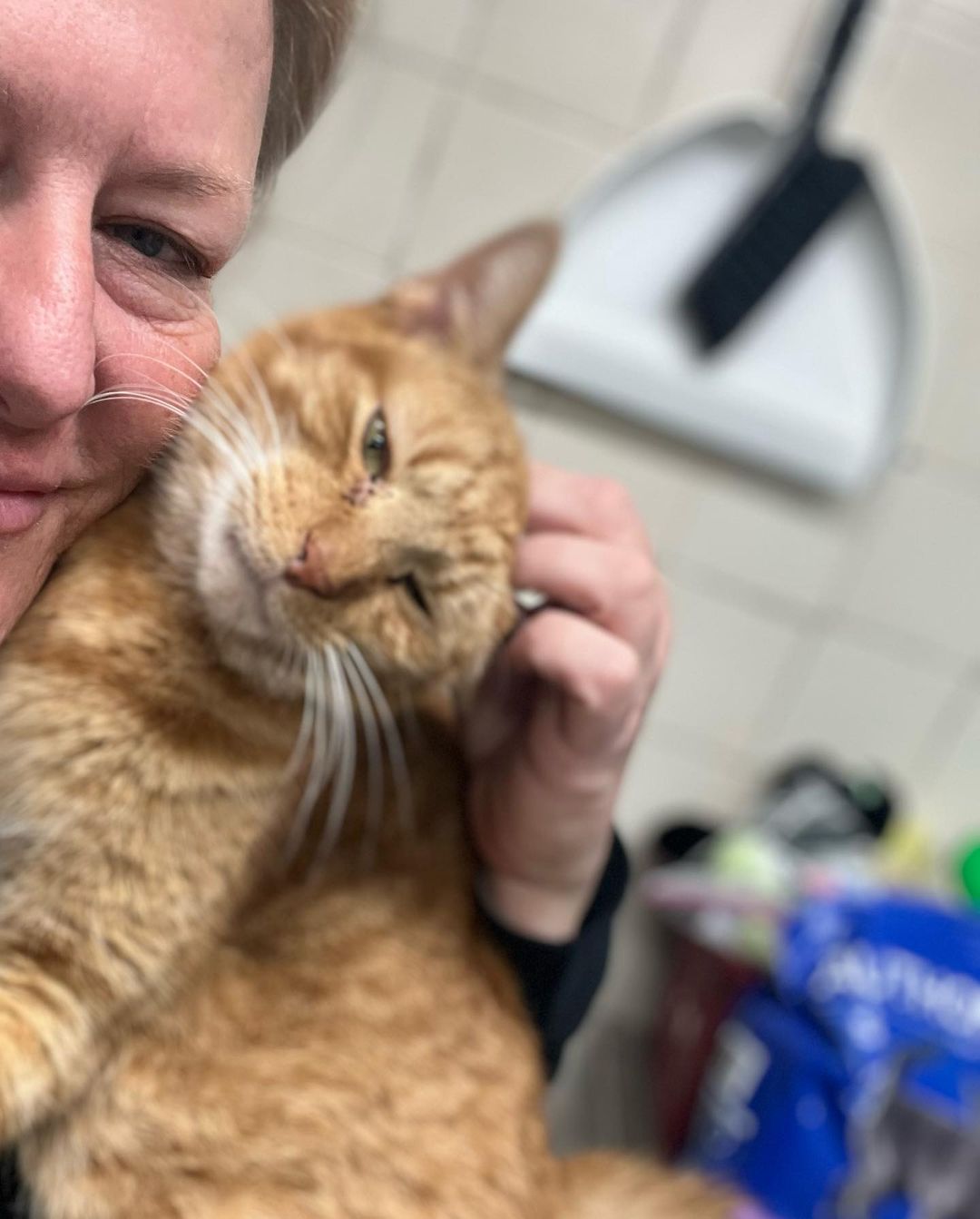 Lucky 😍 This amazingly affectionate boy is eight years old. Lucky is cat, dog, and kid friendly.  Lucky would  love to get out of the cage and into your arms, he loves being held, giving head bumps and just getting all the attention!!! If you're looking to adopt a kitty we are open daily from 12 to 430, Wednesdays 12 to 630. If you're interested in Lucky send us an email and we can send you over an application, or come on by...tintonfallsahs@ahsppz.org
