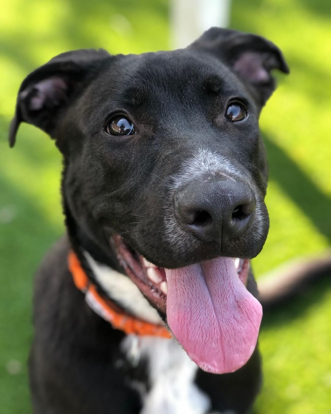 Conner is a  youngster through and through! Life is a party and Conner wants to be in attendance! Growing up in a shelter is tough for a young guy, and he has been waiting for a while. Conner would do best with a  home that is willing to give him the training and structure he craves. He loves toys, snacks, playing and is looking for a home that will help him reach his full potential and be the best boy he can be!

Connor is a 7 Month old, Neutered Male ,Labrador Retriever, Mixed Breed.
Here's what we know about him:

*Very smart
*Loves Toys
*Loves Treats
*Active/Athletic
*Good with other dogs
*Walks well on a leash
*Confident
*Affectionate
*Refresher on Manners
*Home with kids 12 and older.

