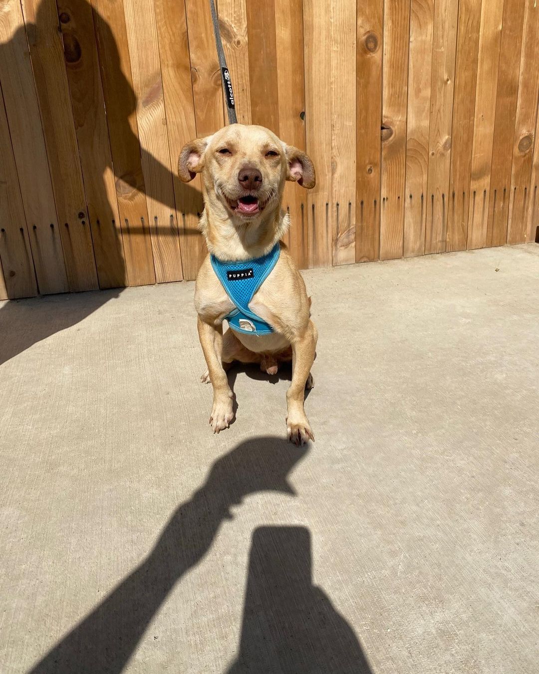 🐶Little Dexter needs a foster beginning next Friday. 
🕊He is about 20lbs and good with dogs and people. We cover any supplies you need for him. 
If you can be his soft place to land please DM us. ❤️

<a target='_blank' href='https://www.instagram.com/explore/tags/fosteringsaveslives/'>#fosteringsaveslives</a> <a target='_blank' href='https://www.instagram.com/explore/tags/fosterdog/'>#fosterdog</a> <a target='_blank' href='https://www.instagram.com/explore/tags/rescuedog/'>#rescuedog</a> <a target='_blank' href='https://www.instagram.com/explore/tags/rescuedismyfavoritebreed/'>#rescuedismyfavoritebreed</a> <a target='_blank' href='https://www.instagram.com/explore/tags/chihuahuasofinstagram/'>#chihuahuasofinstagram</a> <a target='_blank' href='https://www.instagram.com/explore/tags/chimix/'>#chimix</a>
<a target='_blank' href='https://www.instagram.com/explore/tags/homefortheholidays/'>#homefortheholidays</a>