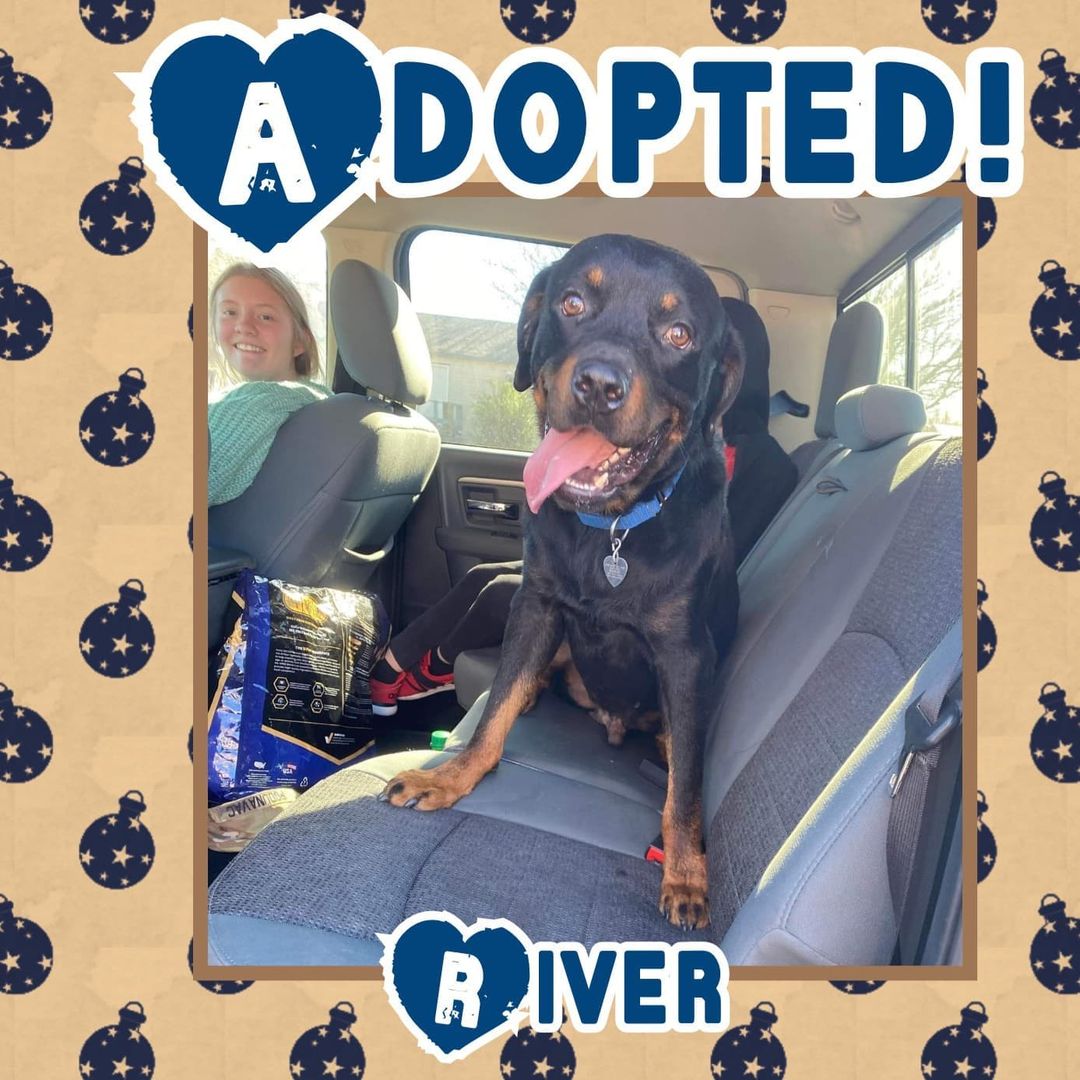 🥰HAPPY TAIL!🥰 Congrats to River on finding his happily ever after today! 🥳
<a target='_blank' href='https://www.instagram.com/explore/tags/rescue/'>#rescue</a> <a target='_blank' href='https://www.instagram.com/explore/tags/dontshopadopt/'>#dontshopadopt</a> <a target='_blank' href='https://www.instagram.com/explore/tags/purebreedsinshelters/'>#purebreedsinshelters</a> <a target='_blank' href='https://www.instagram.com/explore/tags/rottweiler/'>#rottweiler</a> <a target='_blank' href='https://www.instagram.com/explore/tags/rottie/'>#rottie</a> <a target='_blank' href='https://www.instagram.com/explore/tags/rotties/'>#rotties</a> <a target='_blank' href='https://www.instagram.com/explore/tags/foster/'>#foster</a> <a target='_blank' href='https://www.instagram.com/explore/tags/fosteringsaveslives/'>#fosteringsaveslives</a> <a target='_blank' href='https://www.instagram.com/explore/tags/onebyoneuntiltherearenone/'>#onebyoneuntiltherearenone</a> 

💙 shelterfriends.org 💙