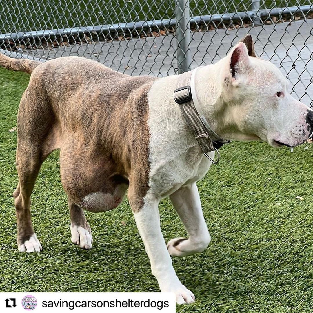 NEED HELP WITH MEDICAL ASAP!!! We got an extension until Monday! We have a foster , but we need help with medical ! We have way too many dogs and our expenses are through the roof with medical and training costs! Keep in mind we have a lot of senior dogs that are not getting adopted and we financially support all of them as long as they are under our rescue! 

If there is someone out there who will sponsor the cost his surgery, we will do everything else 😭🙏🏼

We understand that there may be pledges, but sadly many people do not honor them and there are also scammers so we can’t really pull a dog depending on pledges to help us😔

They wanted to euthanize at 8am today as per the shelter vet “he is suffering, the mass is growing and they are afraid it will burst” Swipe to see him prance around like a little pony!  Tell me this dog doesn’t have so much life left to live! 💔

It has never been this bad with soooo many dogs needing rescue! Please help us save Ghost🥺  <a target='_blank' href='https://www.instagram.com/explore/tags/A5444139/'>#A5444139</a>