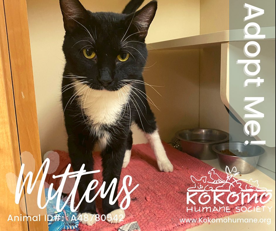 ID#: A48780542
Meet Mittens! This adorable feline is only 1 year old and he has already been neutered and vaccinated. Mittens is friendly, outgoing, social and vocal.  We believe that Mittens would be fine sharing his household with other felines. If you are interested in adopting Mittens, you may fill out an adoption application at the following link: https://form.jotform.com/211295814242048 . Once your application is approved we will contact you to set up an appointment.