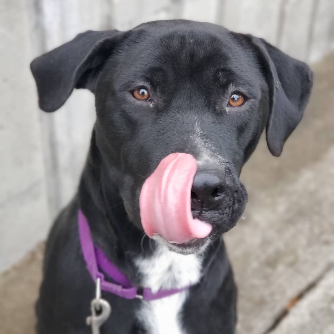 They just don't get much prettier than this girl! Cali is a stunning 2 year old Lab mix, with a spunky personality and lots of pep in her step. If you're looking for an active girl to get you up off that couch....the search is over!

<a target='_blank' href='https://www.instagram.com/explore/tags/cuyahogadogs/'>#cuyahogadogs</a> <a target='_blank' href='https://www.instagram.com/explore/tags/ccas/'>#ccas</a> <a target='_blank' href='https://www.instagram.com/explore/tags/ccasdogs/'>#ccasdogs</a> <a target='_blank' href='https://www.instagram.com/explore/tags/adoptme/'>#adoptme</a> <a target='_blank' href='https://www.instagram.com/explore/tags/chewsadoption/'>#chewsadoption</a> <a target='_blank' href='https://www.instagram.com/explore/tags/shelterdog/'>#shelterdog</a> <a target='_blank' href='https://www.instagram.com/explore/tags/shelterdogs/'>#shelterdogs</a> <a target='_blank' href='https://www.instagram.com/explore/tags/shelterdogsrock/'>#shelterdogsrock</a> <a target='_blank' href='https://www.instagram.com/explore/tags/shelterdogsrockoh/'>#shelterdogsrockoh</a> <a target='_blank' href='https://www.instagram.com/explore/tags/shelterdogsrule/'>#shelterdogsrule</a> <a target='_blank' href='https://www.instagram.com/explore/tags/cuyahogacounty/'>#cuyahogacounty</a> <a target='_blank' href='https://www.instagram.com/explore/tags/cuyahogacountyanimalshelter/'>#cuyahogacountyanimalshelter</a> <a target='_blank' href='https://www.instagram.com/explore/tags/adopt/'>#adopt</a> <a target='_blank' href='https://www.instagram.com/explore/tags/adoptdontshop/'>#adoptdontshop</a> <a target='_blank' href='https://www.instagram.com/explore/tags/shelterdogsofinstagram/'>#shelterdogsofinstagram</a> <a target='_blank' href='https://www.instagram.com/explore/tags/shelterdogsofig/'>#shelterdogsofig</a> <a target='_blank' href='https://www.instagram.com/explore/tags/rescuedogs/'>#rescuedogs</a> <a target='_blank' href='https://www.instagram.com/explore/tags/rescuedogsofinstagram/'>#rescuedogsofinstagram</a> <a target='_blank' href='https://www.instagram.com/explore/tags/adoptashelterdog/'>#adoptashelterdog</a> <a target='_blank' href='https://www.instagram.com/explore/tags/adoptashelterpet/'>#adoptashelterpet</a>