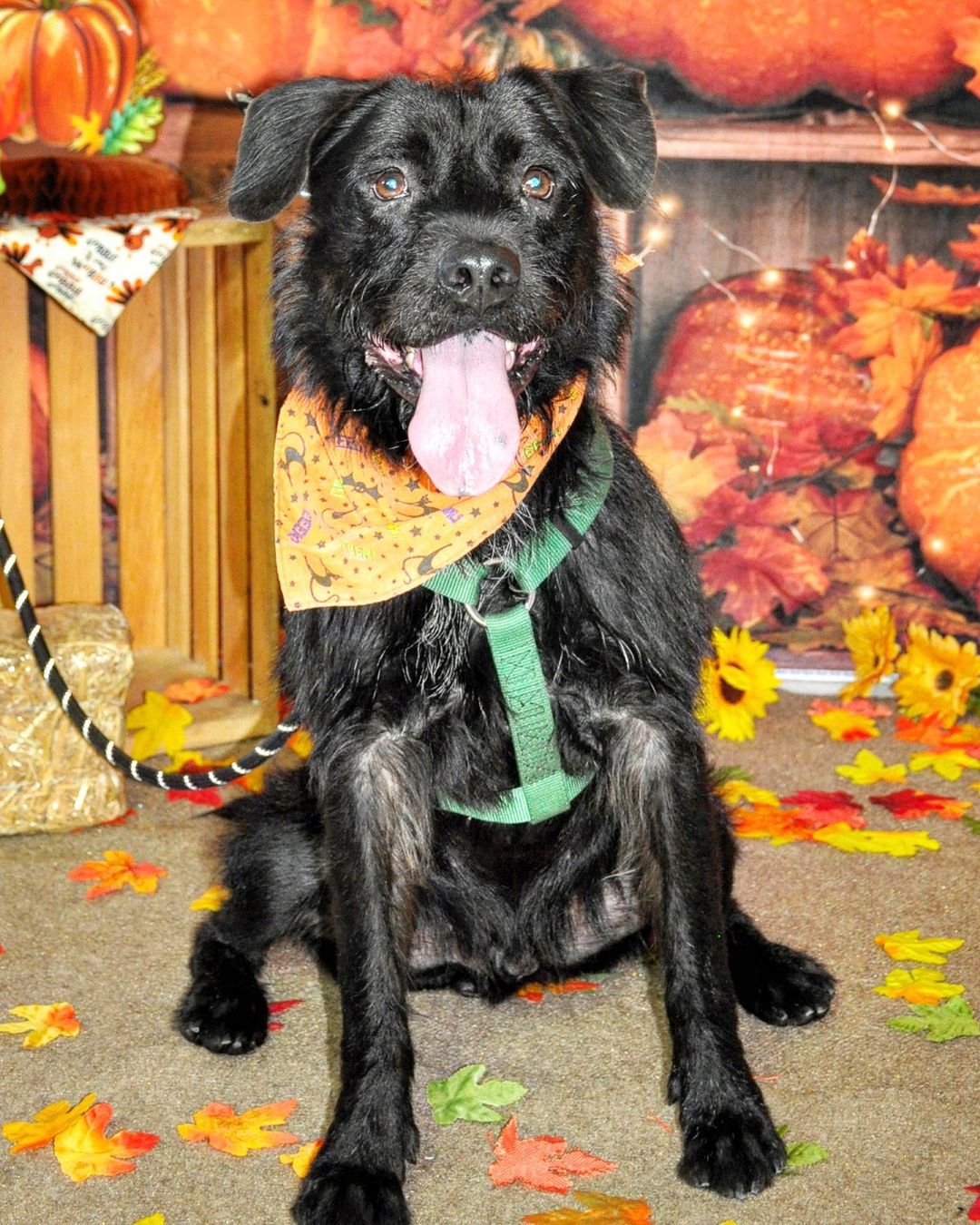 Happy Thanksgiving!🍁🐶🙏
These wagging tails would love to break bread with a family around the table. To adopt a pet, visit abandonedpetrescue.org

Thank you Cheryl D Photography for the beautiful photos of our adoptable dogs. 

<a target='_blank' href='https://www.instagram.com/explore/tags/loveisguaranteed/'>#loveisguaranteed</a> <a target='_blank' href='https://www.instagram.com/explore/tags/adopt/'>#adopt</a> <a target='_blank' href='https://www.instagram.com/explore/tags/homefortheholidays/'>#homefortheholidays</a> <a target='_blank' href='https://www.instagram.com/explore/tags/abandonedpetrescue/'>#abandonedpetrescue</a> <a target='_blank' href='https://www.instagram.com/explore/tags/animalrescue/'>#animalrescue</a>