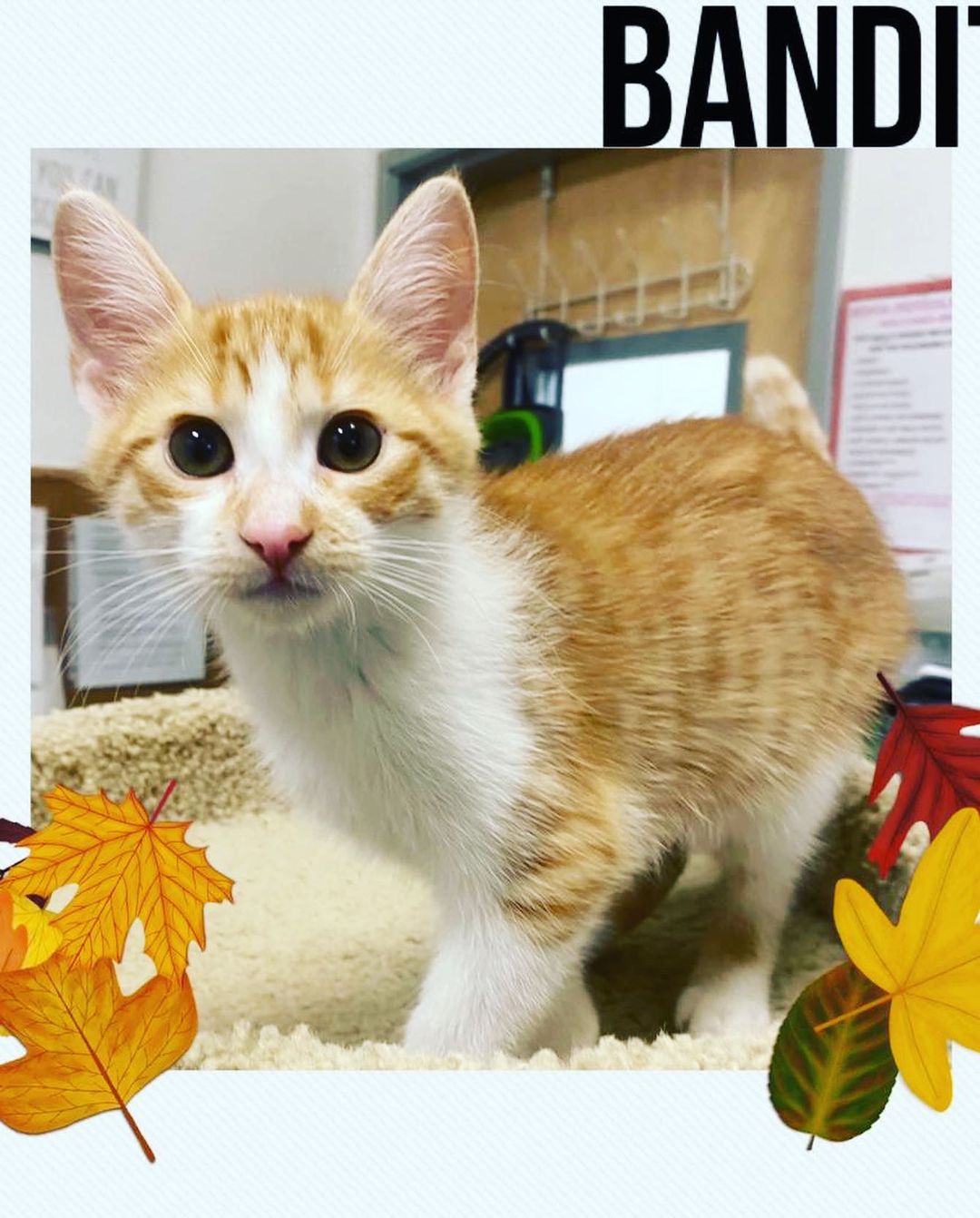 Cutie pie Bandit (FCID# 10/14/2021 - 88) is a sweet and gentle boy. Sadly he is the last remaining kitten of his litter and he’s feeling very alone. His 4 siblings are in happy homes but he’s still waiting for his family to find him. 🥺

Bandit’s a super affectionate, silly & playful lil boy. This insanely adorable baby is beyond ready for a home of his own. He's 12 weeks old and great with other cats. Please come visit him very soon. Bandit will be waiting for you at the Brookhaven, PA PetSmart. 

Apply to adopt via link in bio 💙