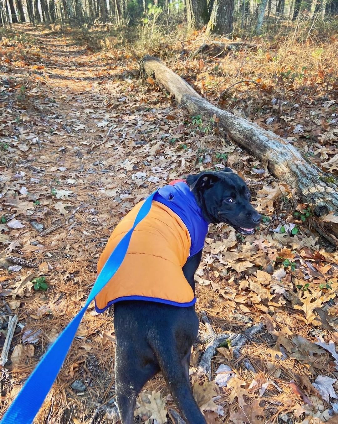 Our handsome 🐾Rescue Dog of the Week🐾 Bo went on a nice nature walk yesterday! He was so excited to spend some time in the woods with his friend…I mean look at that smile! Bo would love to have a family of his own to snuggle, love in, and go on nature walks with. He can’t wait to help his future home walk off that extra turkey weight!😉

🐾Please share🐾

<a target='_blank' href='https://www.instagram.com/explore/tags/darbsterdoggy/'>#darbsterdoggy</a> <a target='_blank' href='https://www.instagram.com/explore/tags/darbsterfoundation/'>#darbsterfoundation</a> <a target='_blank' href='https://www.instagram.com/explore/tags/opttoadopt/'>#opttoadopt</a> <a target='_blank' href='https://www.instagram.com/explore/tags/rescuedogsofinstagram/'>#rescuedogsofinstagram</a> <a target='_blank' href='https://www.instagram.com/explore/tags/rescuedismyfavoritebreed/'>#rescuedismyfavoritebreed</a> <a target='_blank' href='https://www.instagram.com/explore/tags/rescuedogoftheweek/'>#rescuedogoftheweek</a>