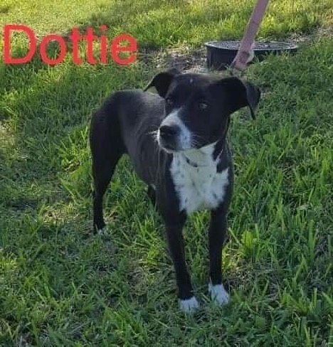 Something to be Thankful for!  This cutie is Dottie.  She's a petite 1.5 year old lab/heeler mix who has a lot to be grateful for.  She was dumped on a property with her sisters and spent  months outside.  She is now grateful for regular meals, a warm bed to sleep in and the kindness of strangers.  As the result of her difficult past, Dottie is heartworm positive.  She is receiving the lifesaving treatment she needs through PAWS.  Dottie is a slightly timid girl who is really gentle and sweet.  She is nervous about the busy environment she finds herself in and likely doesn't have experience with leash walking.  She is uncertain with novel dogs which may also be a residue of her past dealing with other stray dogs.  Dottie would probably do best in a household with a little patience willing to take things a little slowly and build her confidence.  She would do well as a solo dog, but may consider a home with another calm dog or other animal.  She needs to keep things quiet during her heartworm treatment.  She is a gentle and loving girl who will make a lucky family a fine companion dog.  She is available for foster to adopt while she undergoes her heartworm treatment.  Please like and share Dottie to help her find the family she would be so grateful for♥  To adopt, complete an application at www.pawsct.org.  <a target='_blank' href='https://www.instagram.com/explore/tags/thankful/'>#thankful</a> <a target='_blank' href='https://www.instagram.com/explore/tags/Dottie/'>#Dottie</a> <a target='_blank' href='https://www.instagram.com/explore/tags/cutie/'>#cutie</a> <a target='_blank' href='https://www.instagram.com/explore/tags/sweet/'>#sweet</a> <a target='_blank' href='https://www.instagram.com/explore/tags/gentle/'>#gentle</a> <a target='_blank' href='https://www.instagram.com/explore/tags/dogsofpawsct/'>#dogsofpawsct</a> <a target='_blank' href='https://www.instagram.com/explore/tags/savealife/'>#savealife</a> <a target='_blank' href='https://www.instagram.com/explore/tags/foreverfamily/'>#foreverfamily</a>